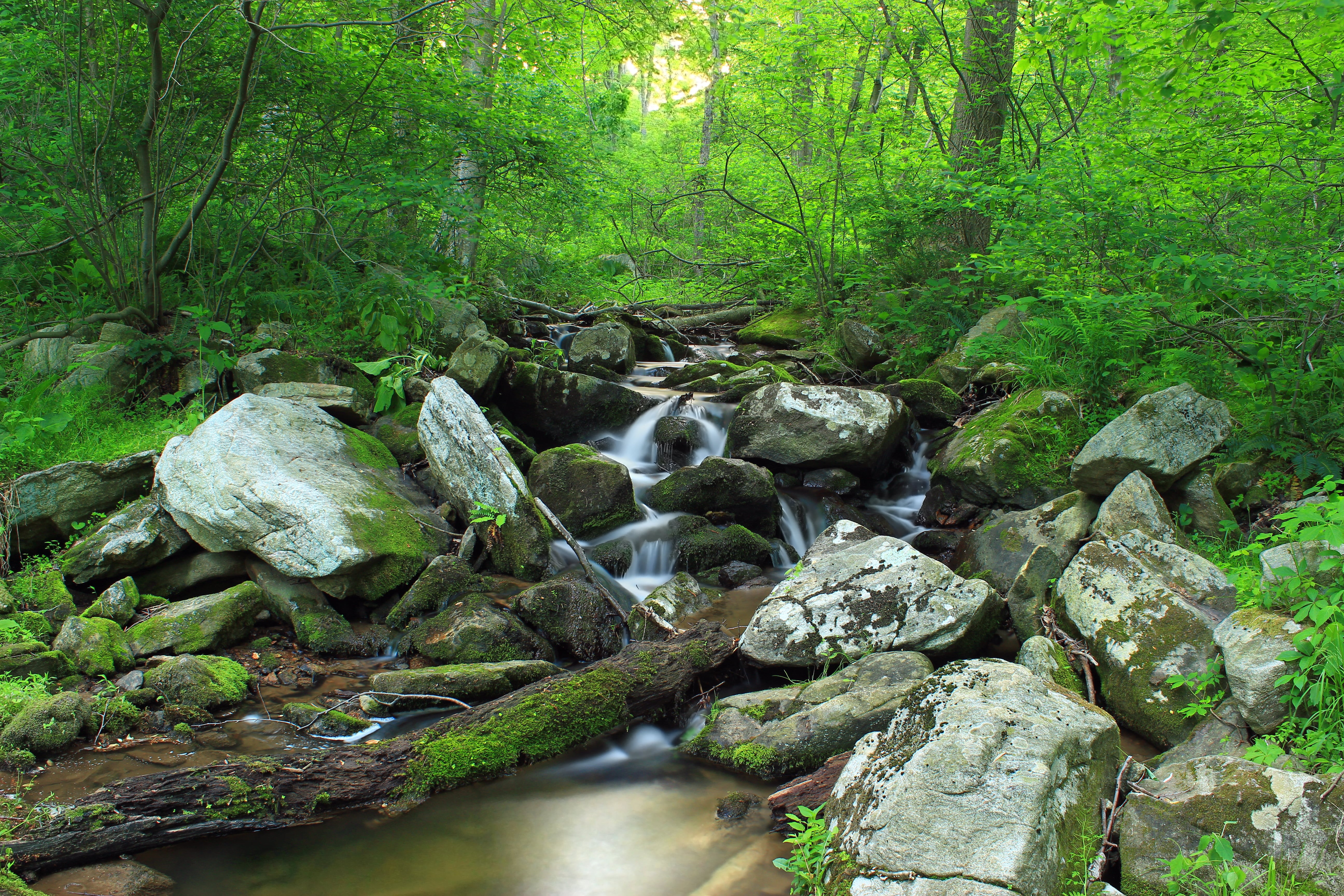 cascades  waterfall, covered, green Color, river, boulders, forest, creek, tree, nature, surrounded, 5K, deciduous, Revisit, landscape, hiking, low light, HD Wallpaper