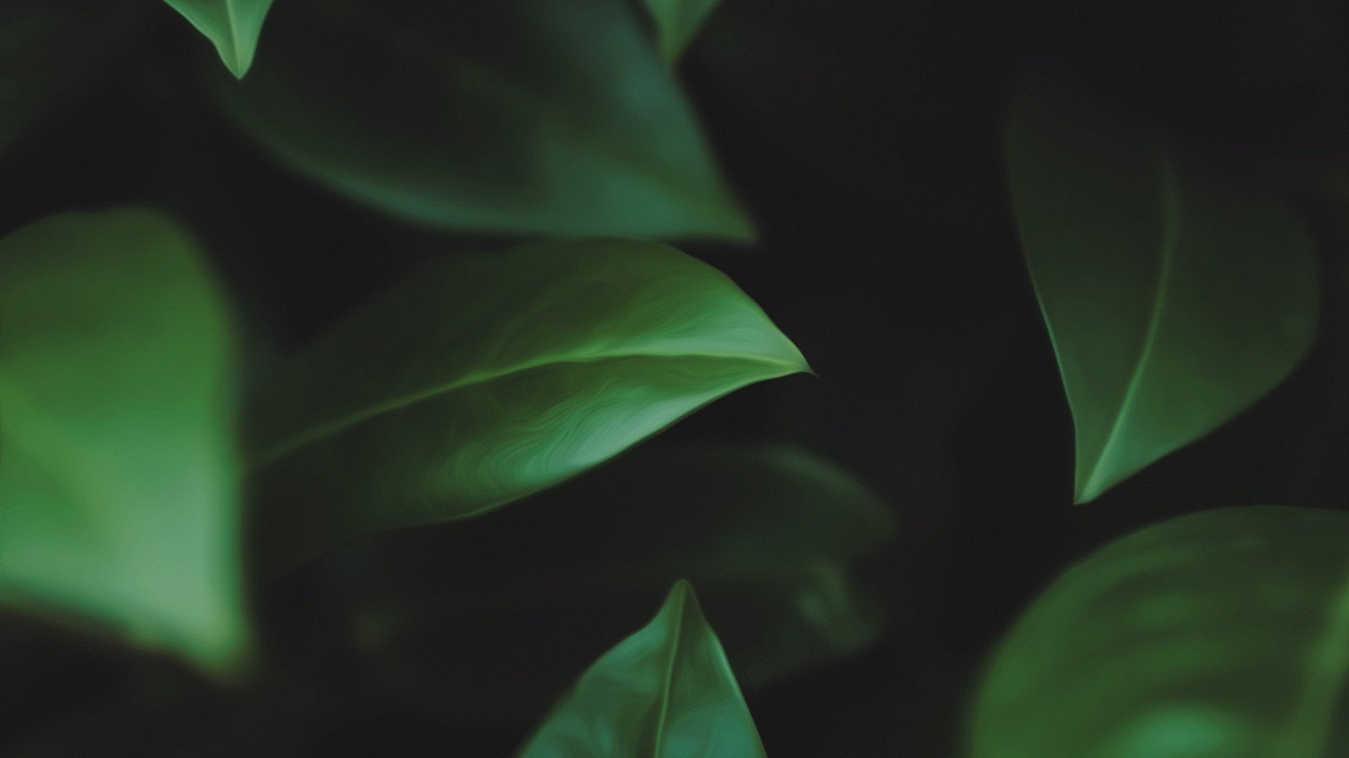 no People, freshness, outdoors, abstract, lush Foliage, fragility, night, closeup, botany, vulnerability, growth, tranquility, landscape, macro, plant, HD Wallpaper