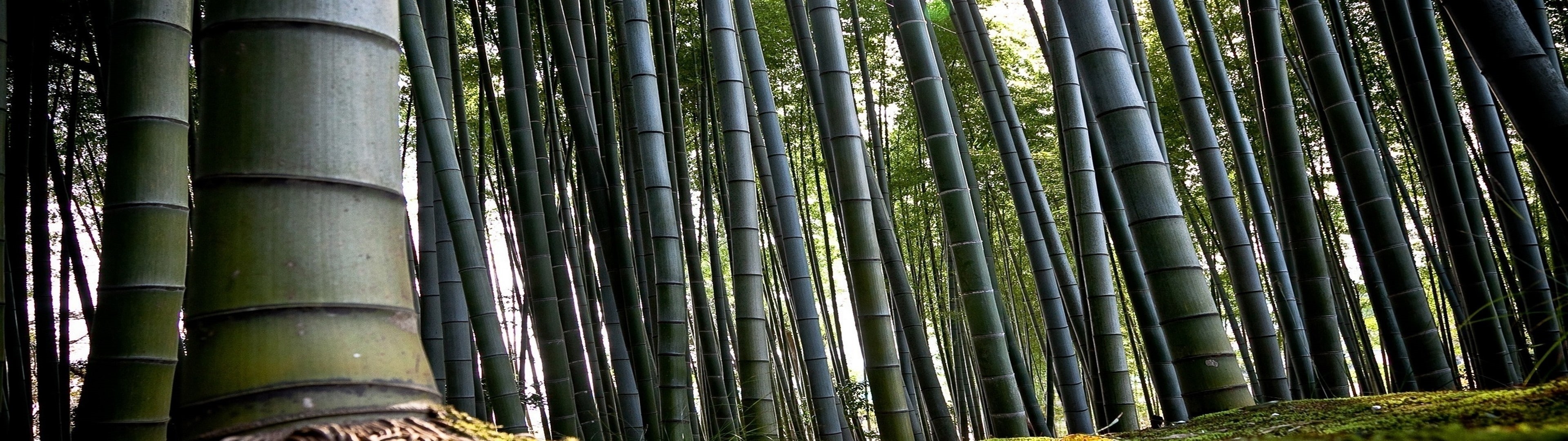 forest, art, nature, bamboo, x, 4K, hd, multiscreen, forests, HD Wallpaper