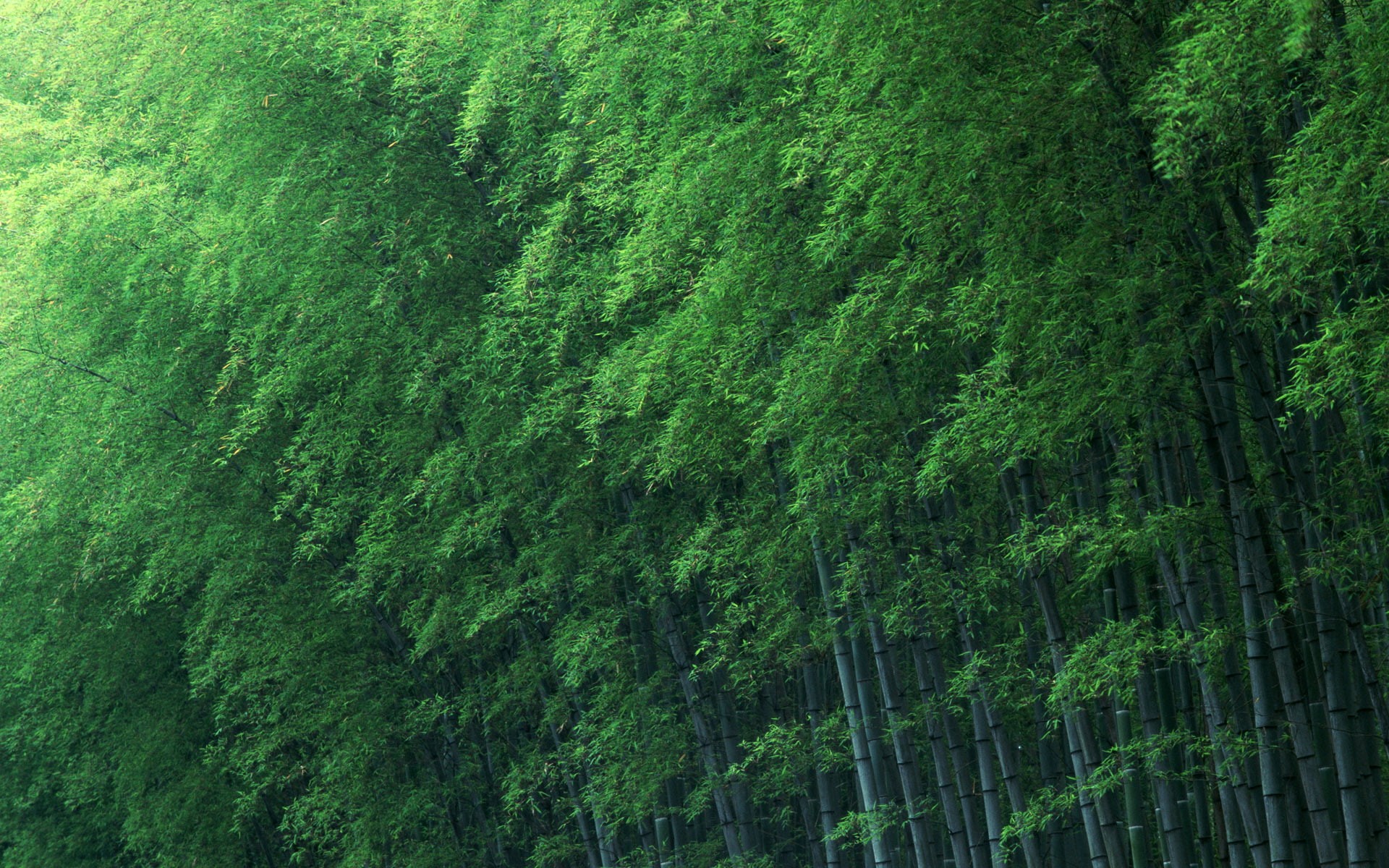nature, bamboo forest, 1080P, forest, green, bamboo, HD Wallpaper