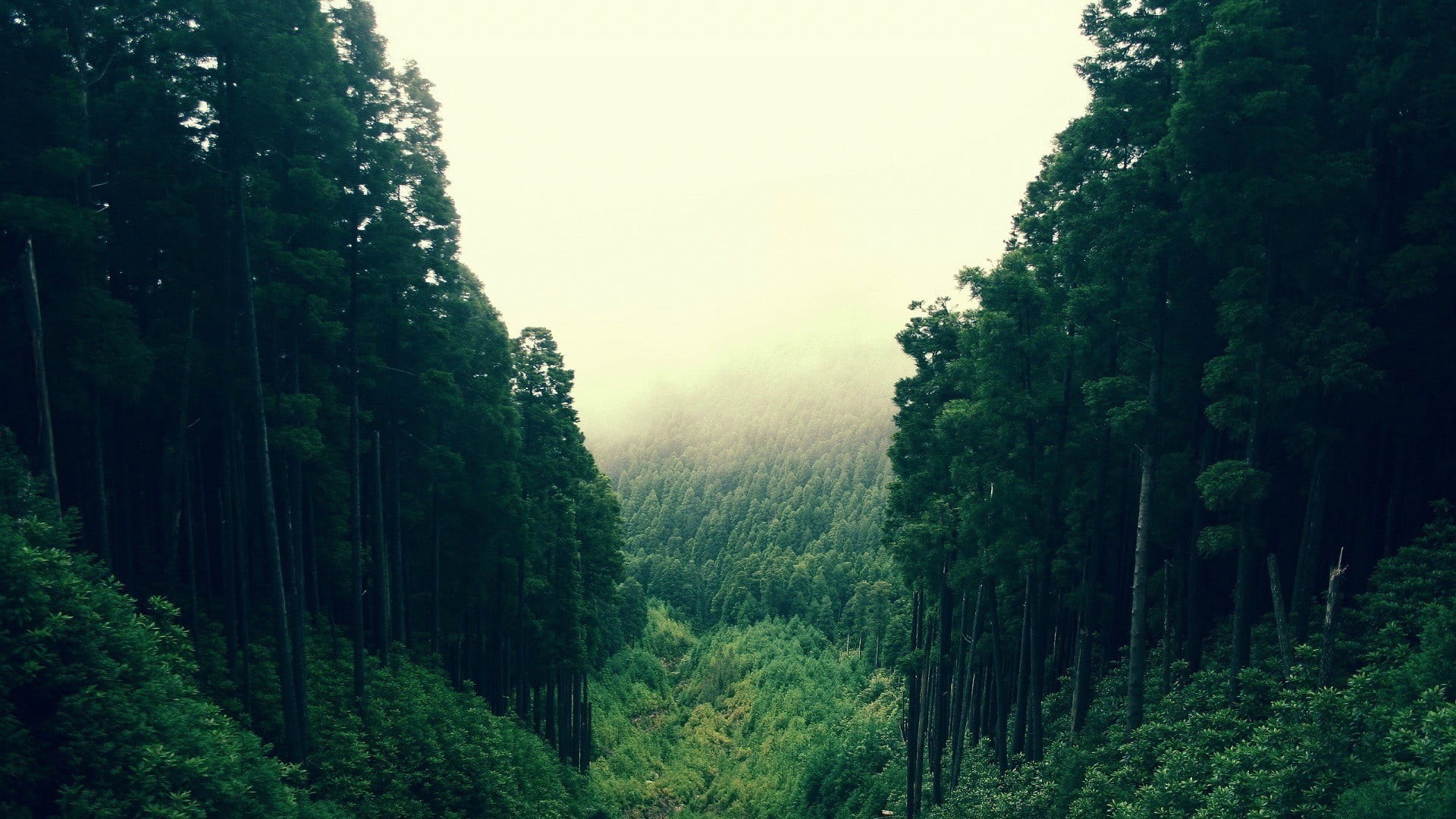 forest, rainforest, land, forest clearing, growth, environment, woodland, coniferous tree, tranquility, nature, tranquil scene, scenics - nature, sky, non-urban scene, HD Wallpaper