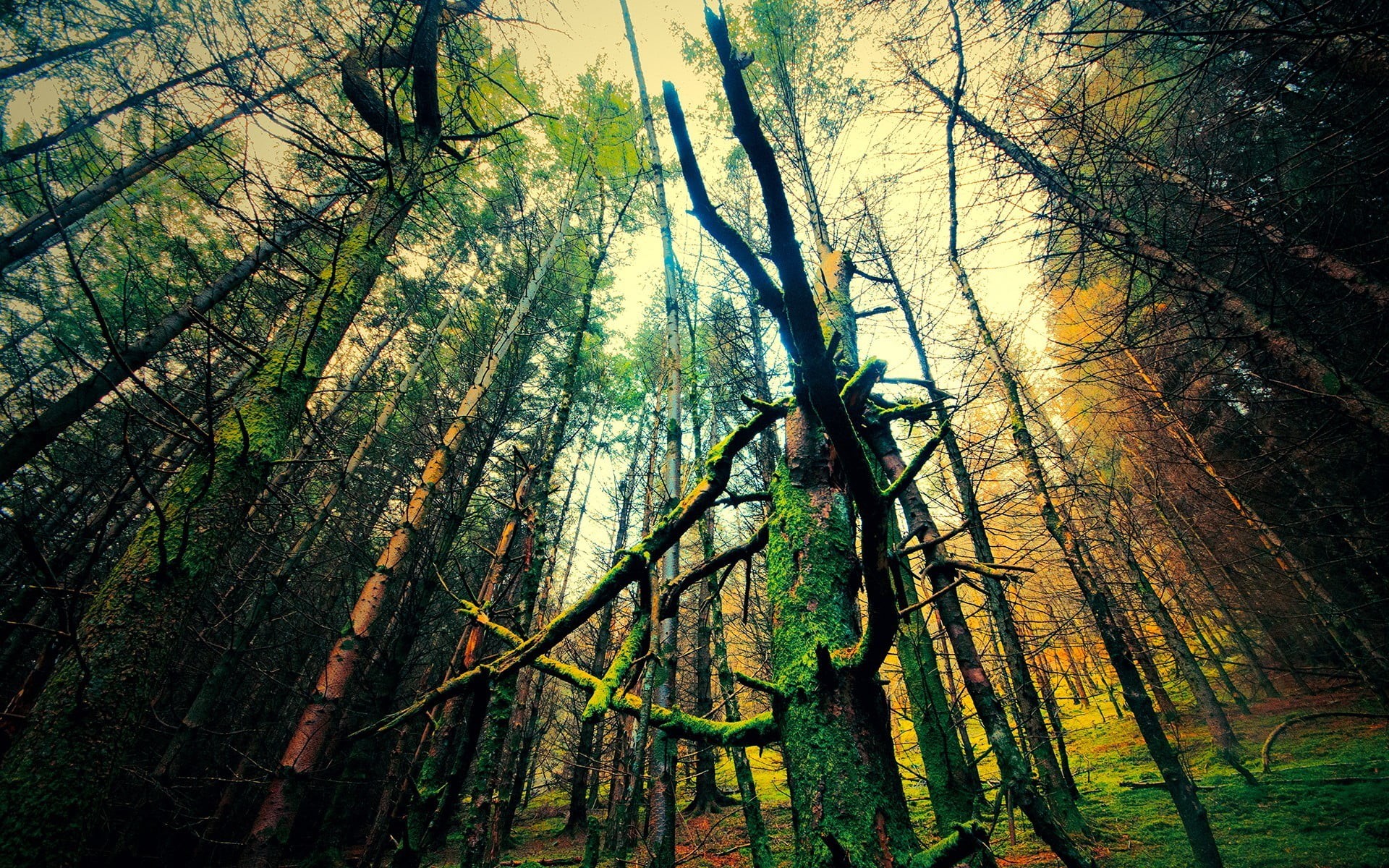 woodland, no people, beauty in nature, bamboo - plant, landscape, environment, tranquility, non-urban scene, trees, day, forest, low angle view, tranquil scene, HD Wallpaper