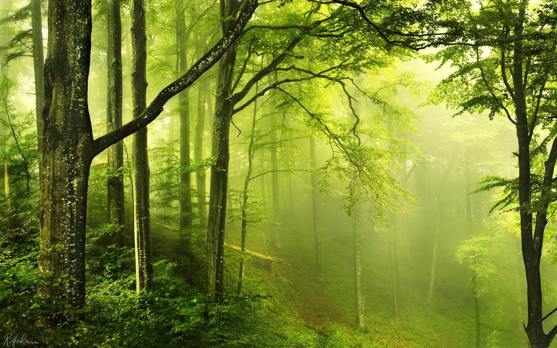 trunk, no people, non-urban scene, land, scenics - nature, green, tree trunk, green color, beautiful, tree, hazy, plant, streaming, beauty in nature, 1080P, HD Wallpaper