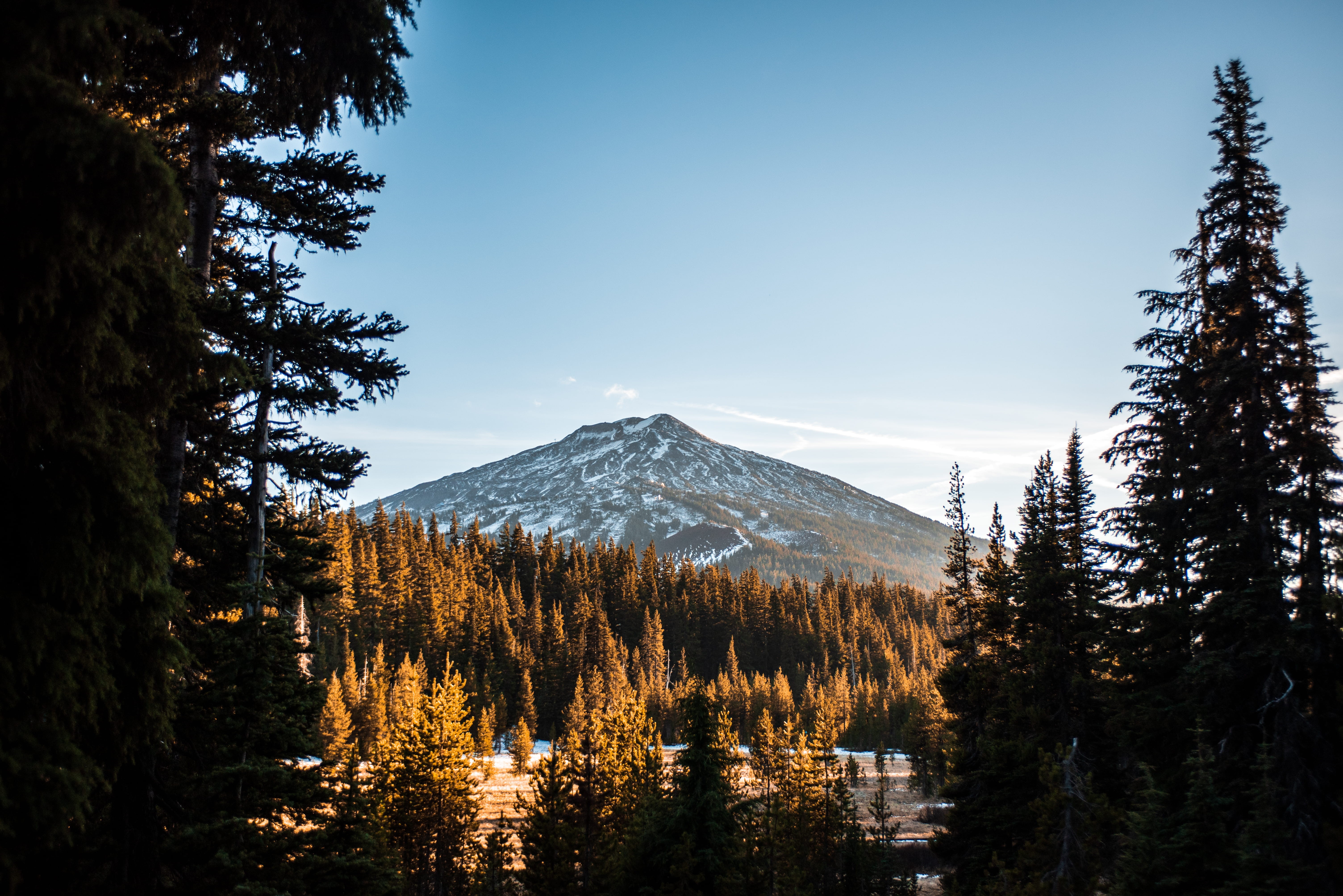 snow, hiking, peak, or, pine, idyllic, coniferous tree, outdoors, mountain, plant, conifer, bend, explore, tranquility, woods, scenics - nature, winter, HD Wallpaper