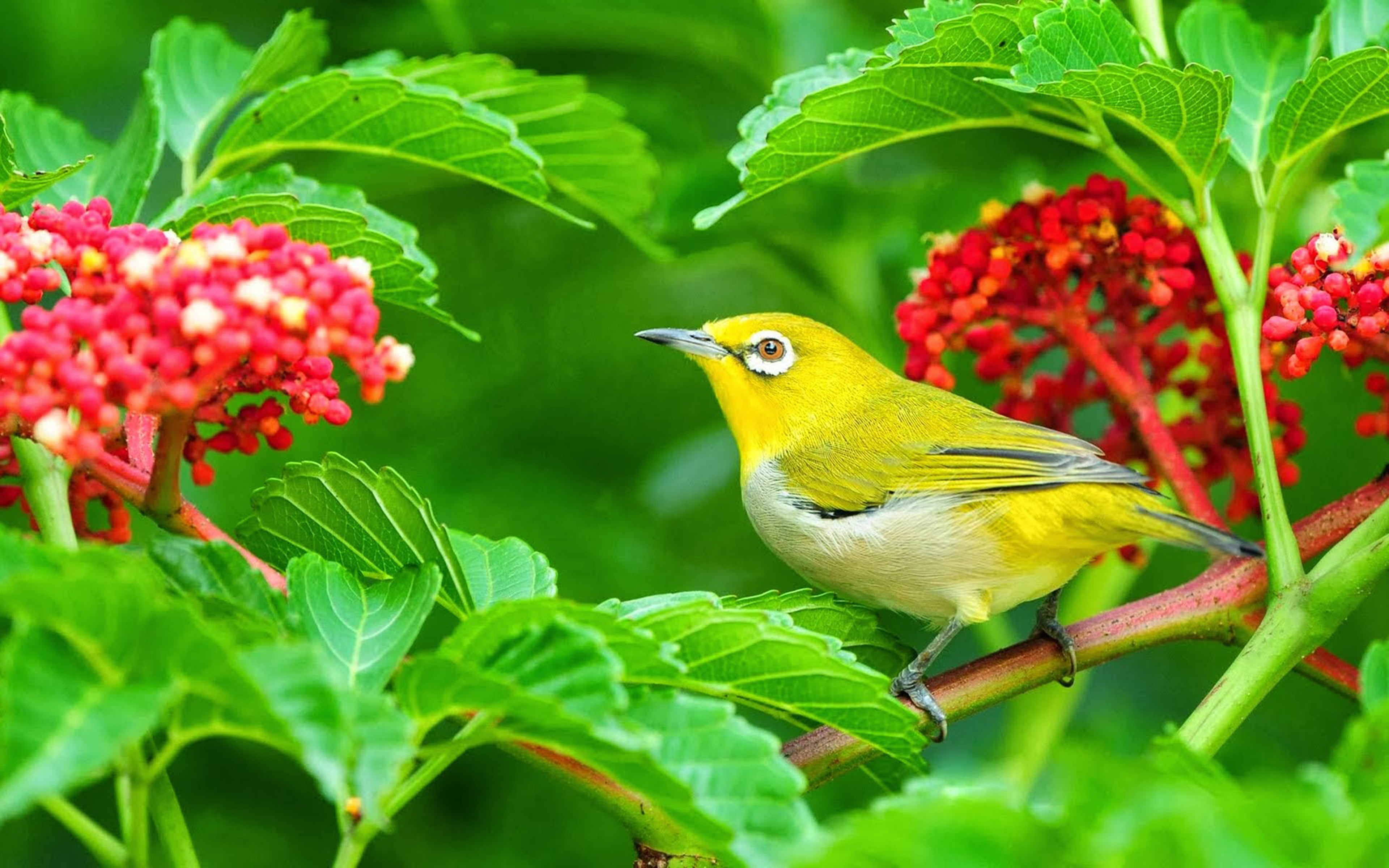 tropical rainforest, growth, leaves, flowers, vertebrate, flower, green, hd, beauty in nature, yellow, outdoors, plant part, flowering plant, bird, 4K, HD Wallpaper