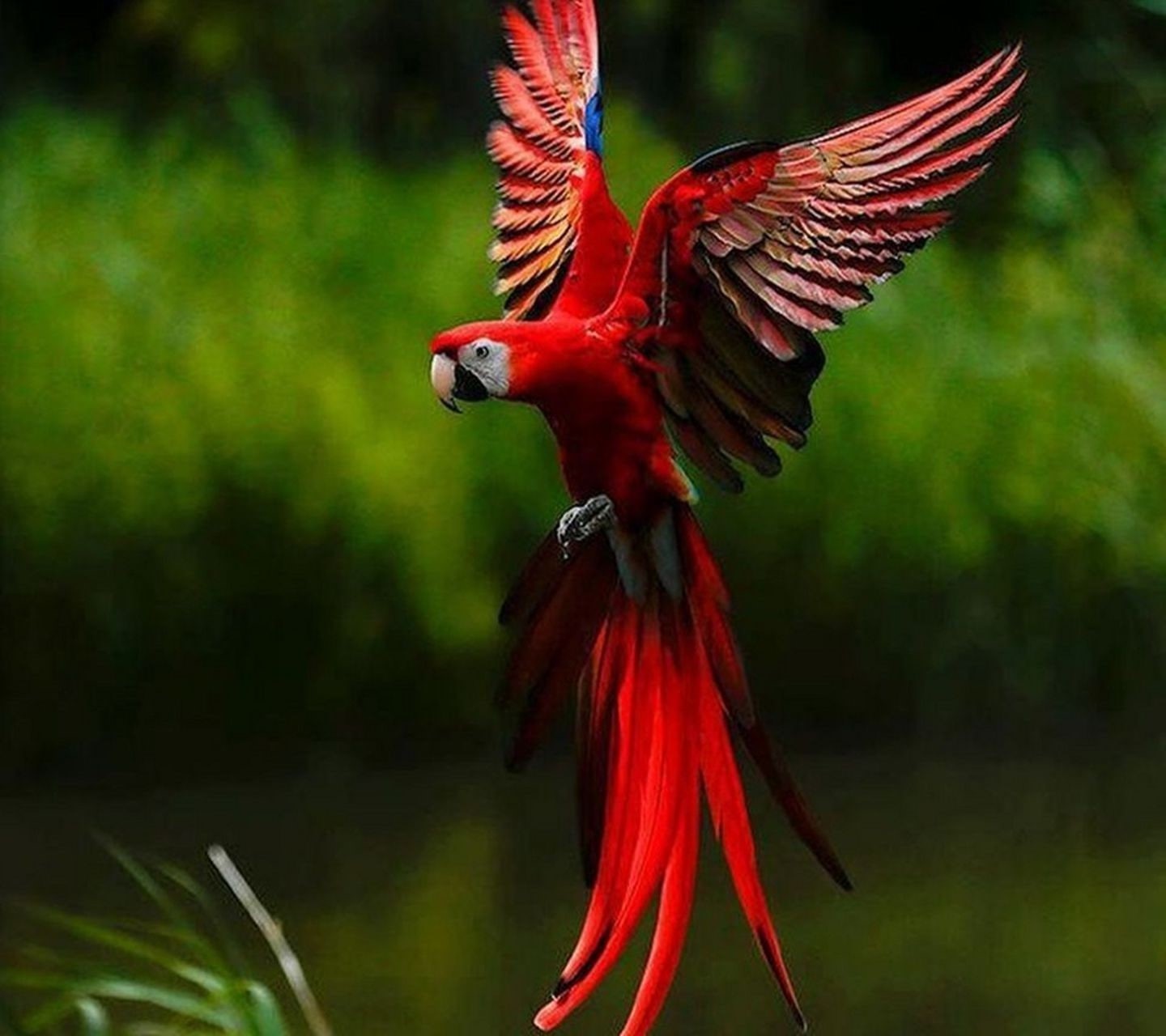 animal, animal themes, tropical rainforest, animals in the wild, feather, scarlet macaw, nature abstract flowers parrot, red, 720P, full length, spread wings, HD Wallpaper