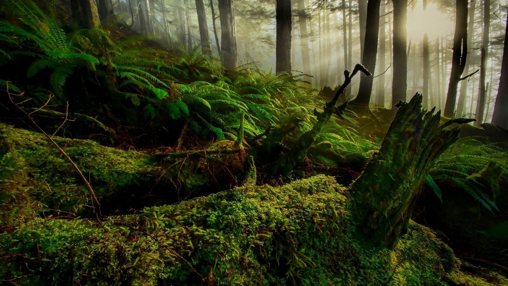 nature, 1080P, lens flare, tranquil scene, trees, tranquility, branch, no people, sun rays, plants, beauty in nature, ferns, non-urban scene, wood - material, HD Wallpaper