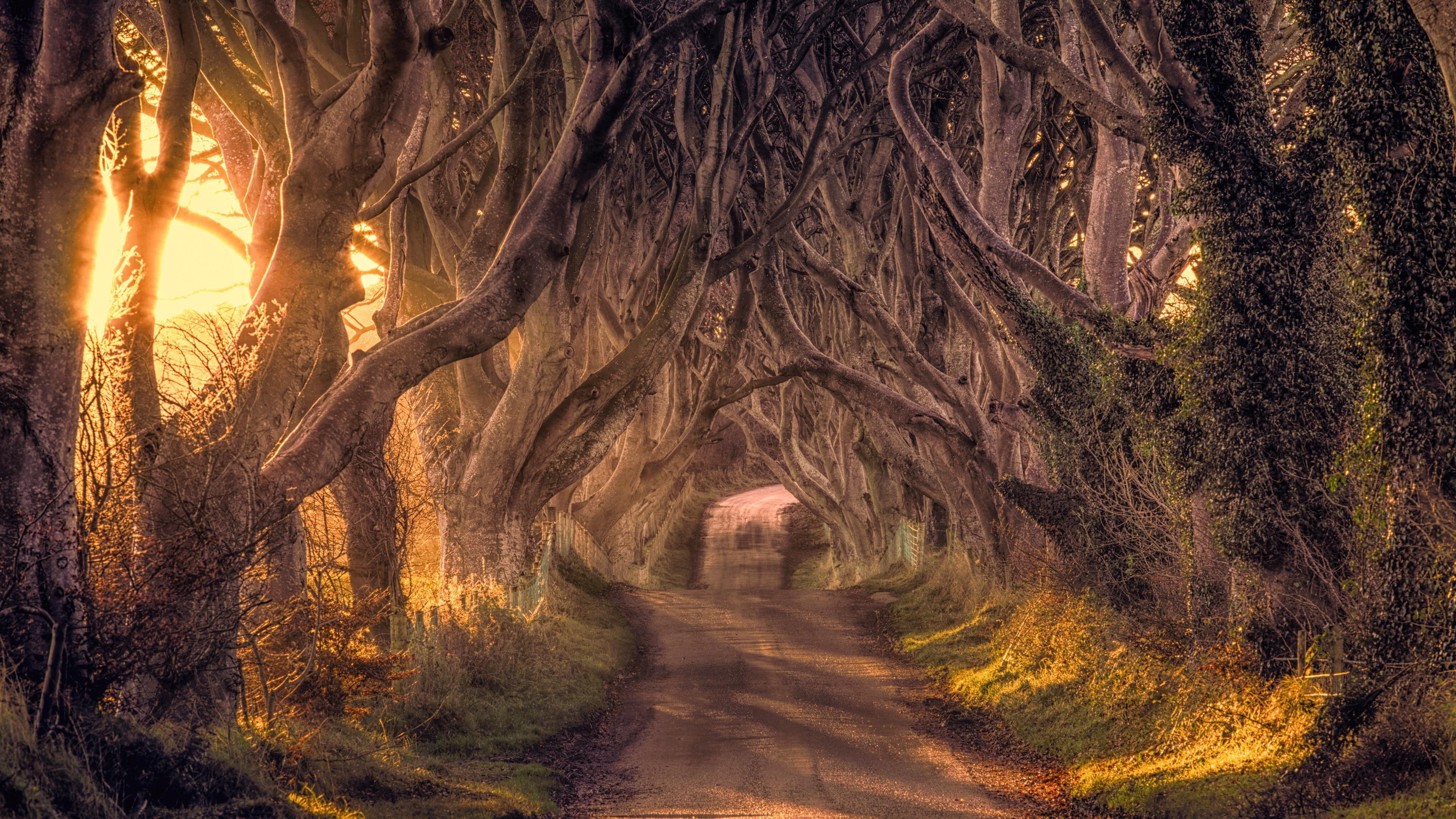 sunlight, beech tree, woodland, plant, 4K, ireland, woody plant, branch, beech, tree, avenue, light, the dark hedges, nature, tourist attraction, tunnel, HD Wallpaper