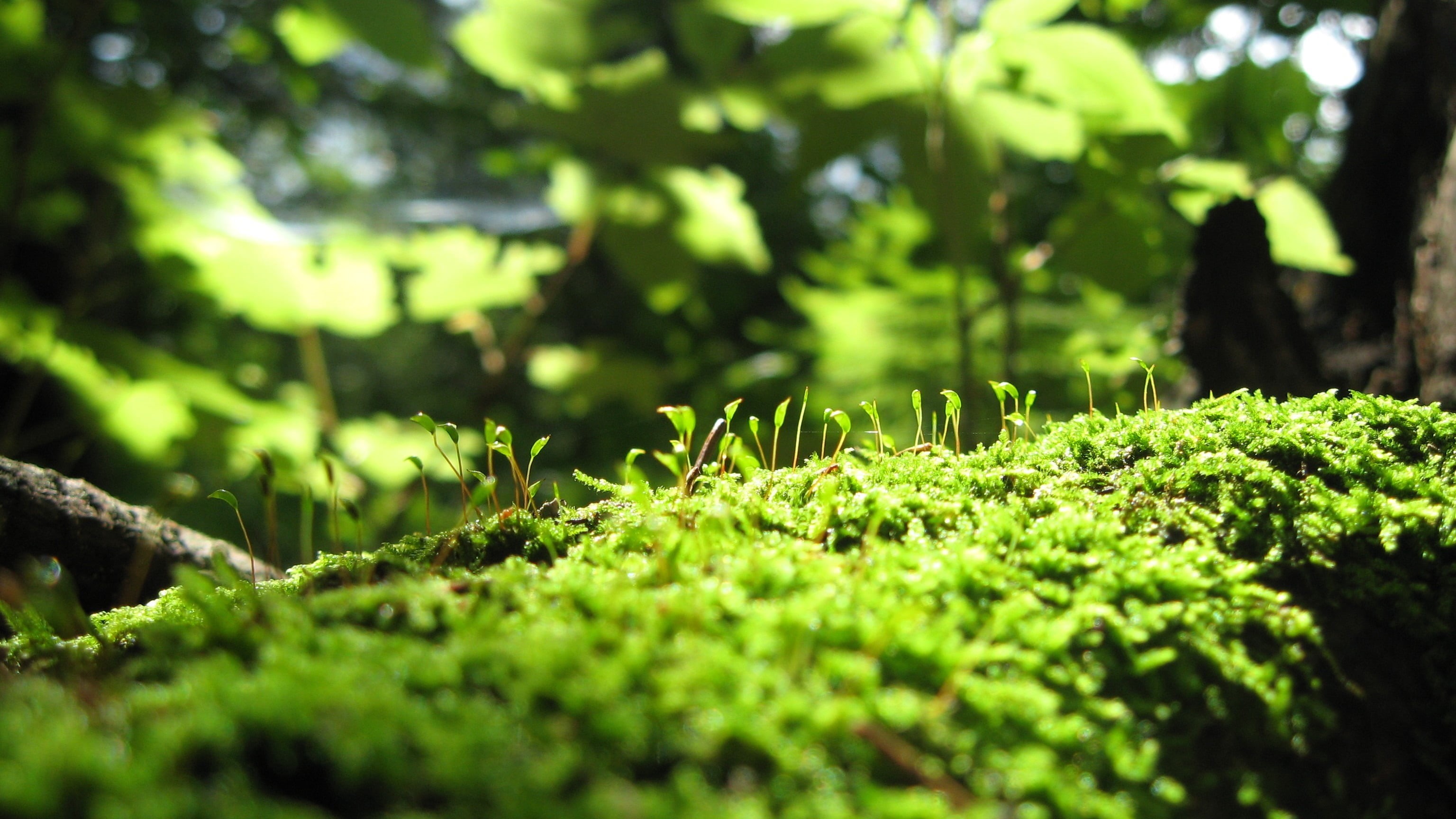 tranquility, plant part, plant, tree, surface level, moss, nature, land, macro, close-up, green color, green, growth, beauty in nature, freshness, selective focus, HD Wallpaper