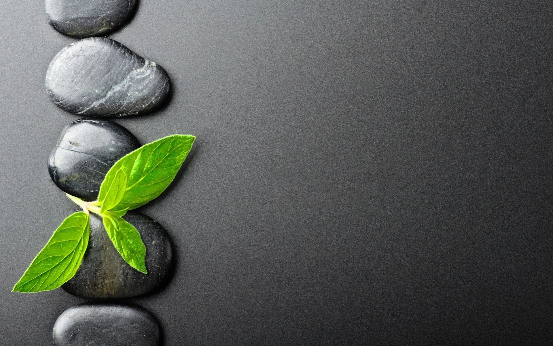 plant, nature, hd, green, leaf, leaves, 1080P, stones, rocks, HD Wallpaper