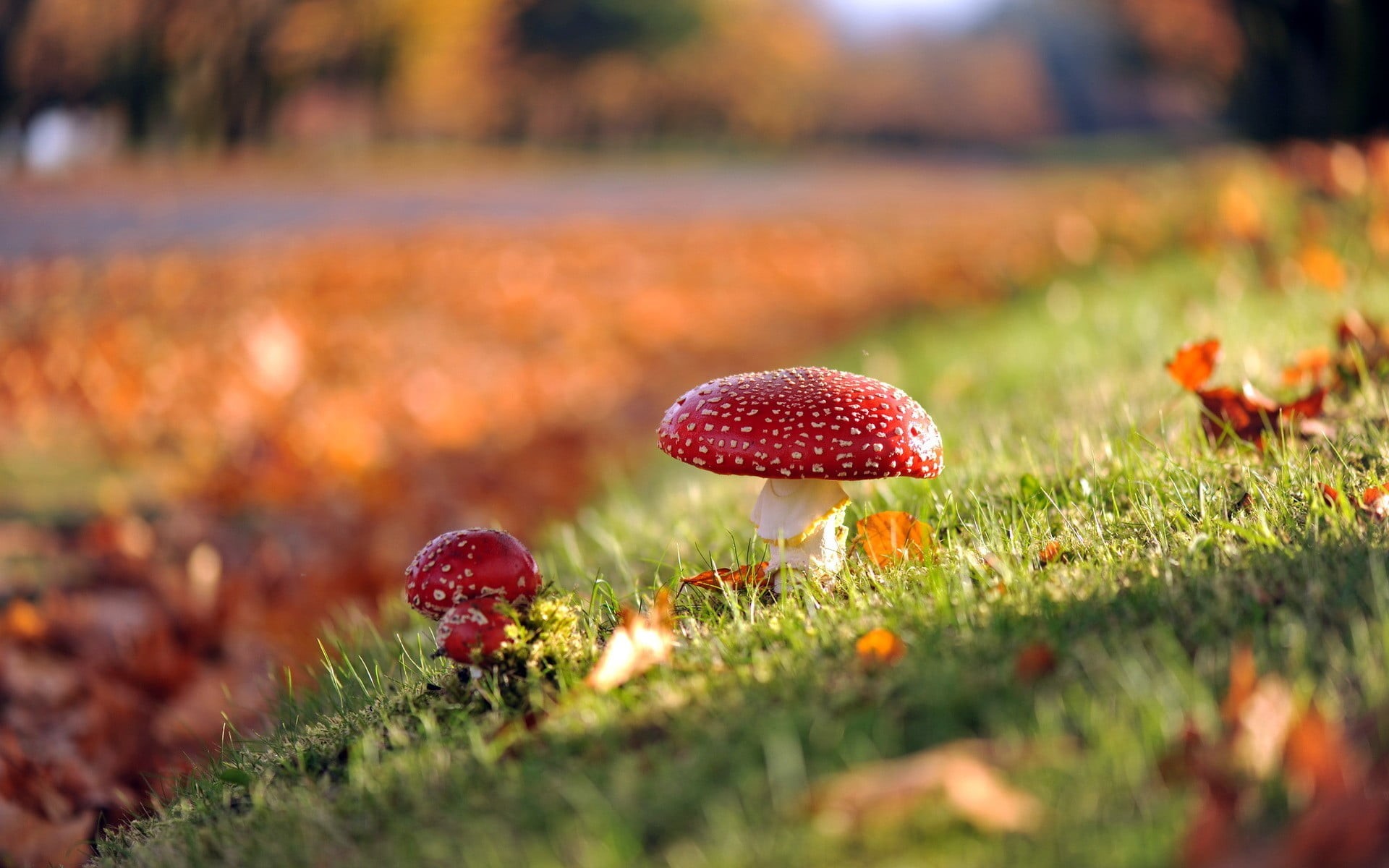 nature, surface level, vegetable, grass, close-up, bokeh, land, 1080P, food, toadstool, day, freshness, fungus, red, plant part, growth, fall, outdoors, HD Wallpaper