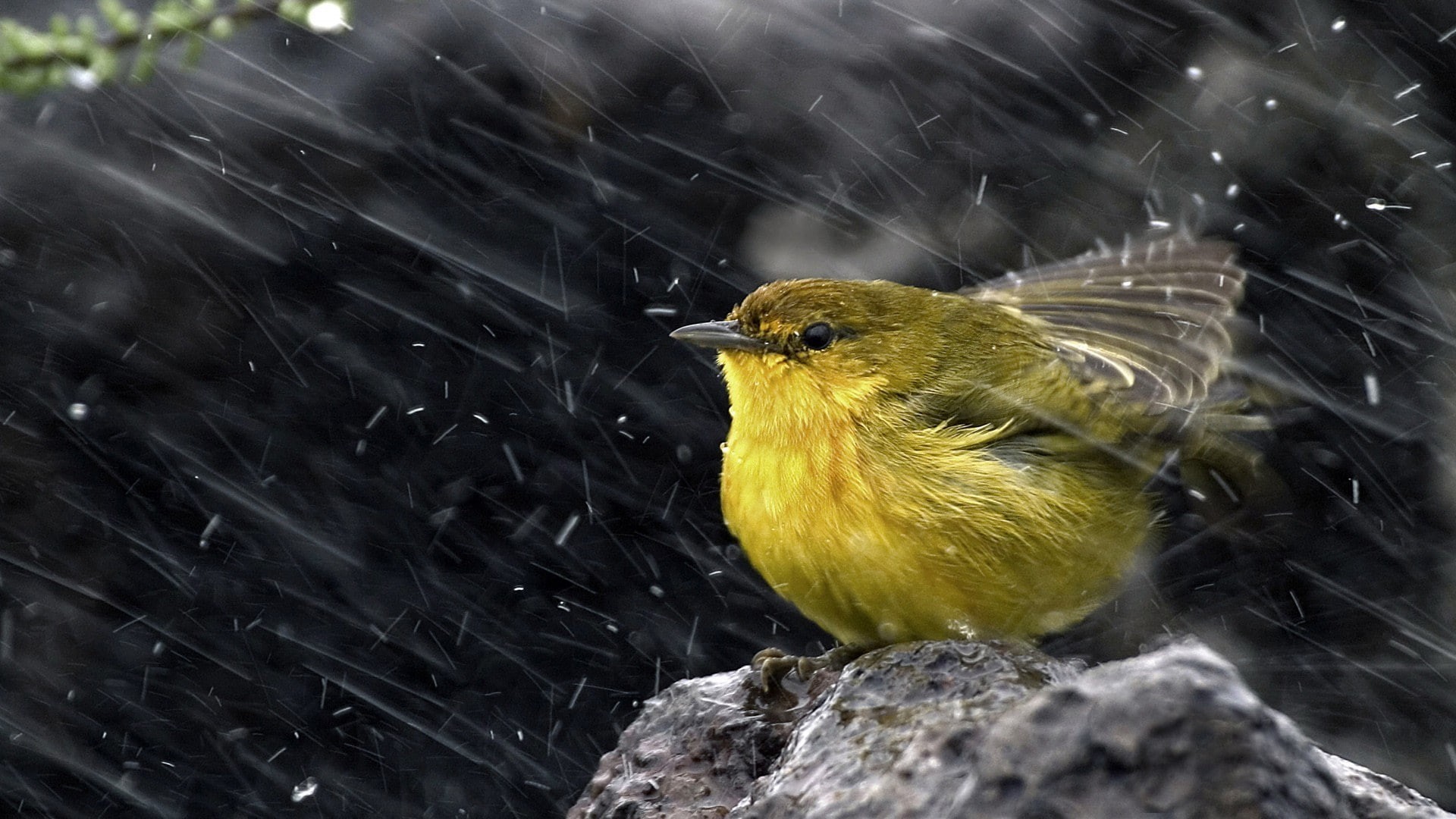 close-up, vertebrate, no people, animals in the wild, animal wildlife, day, 1080P, animal, yellow, focus on foreground, animal themes, rain, rock, one animal, HD Wallpaper