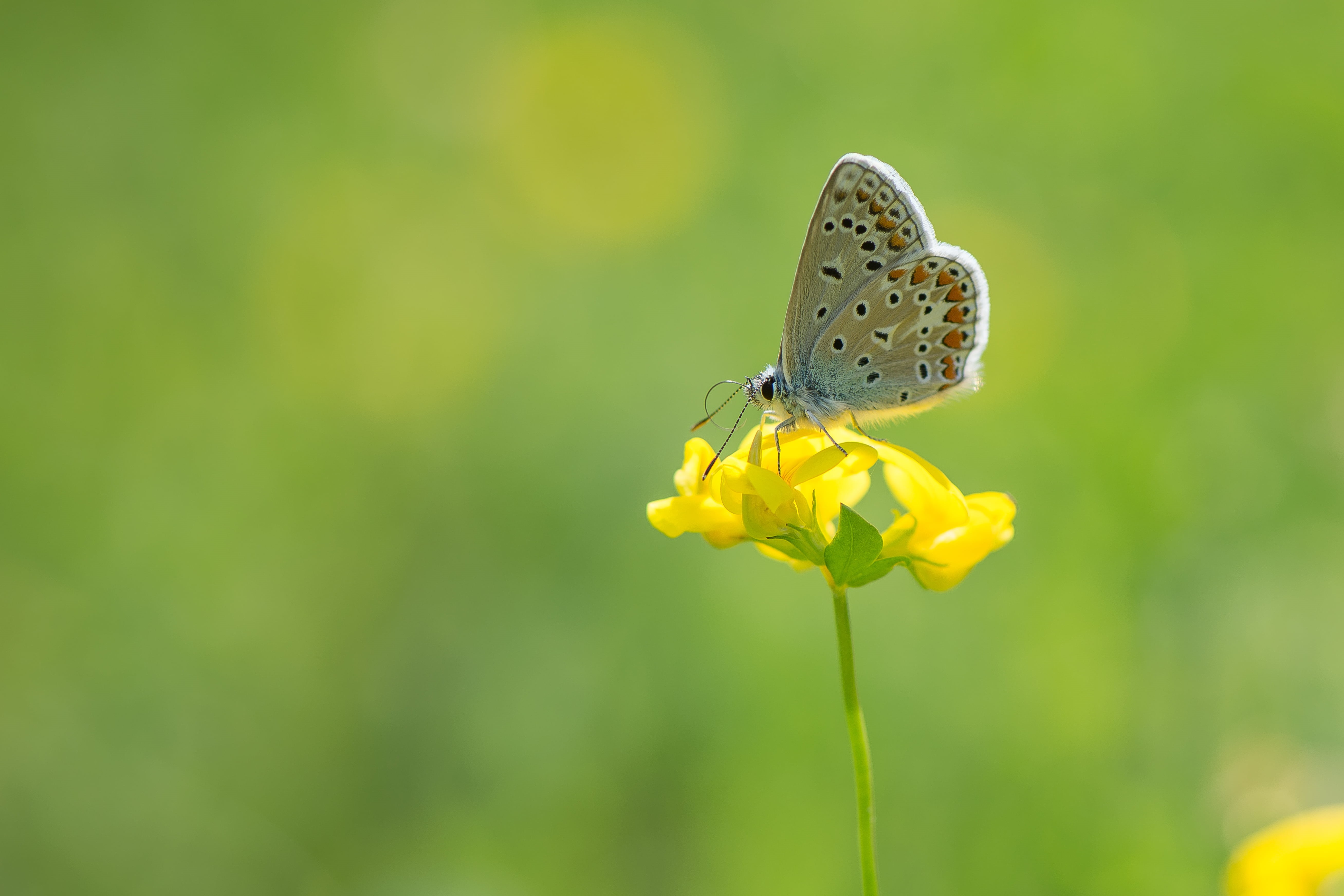 Irchelpark, nature, Argus, macro, multi Colored, butterfly - Insect, macro photography, close-up, beauty In Nature, Schmetterling, green Color, Lycaenidae, HD Wallpaper