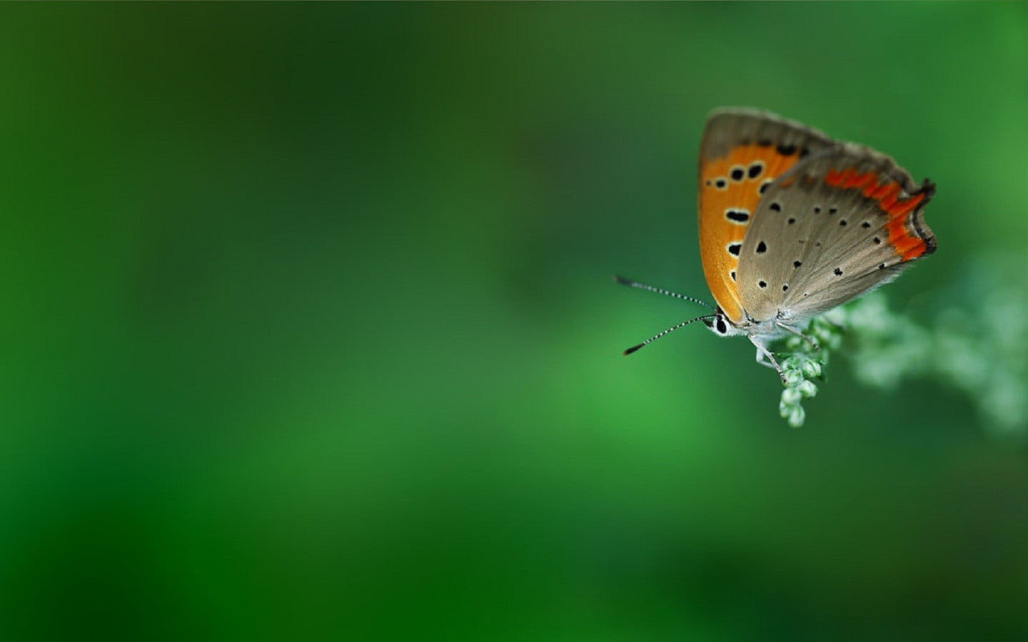 outdoors, close-up, copy space, flower, one animal, no people, animal wing, focus on foreground, beauty in nature, plant, animals in the wild, 720P, yellow, HD Wallpaper