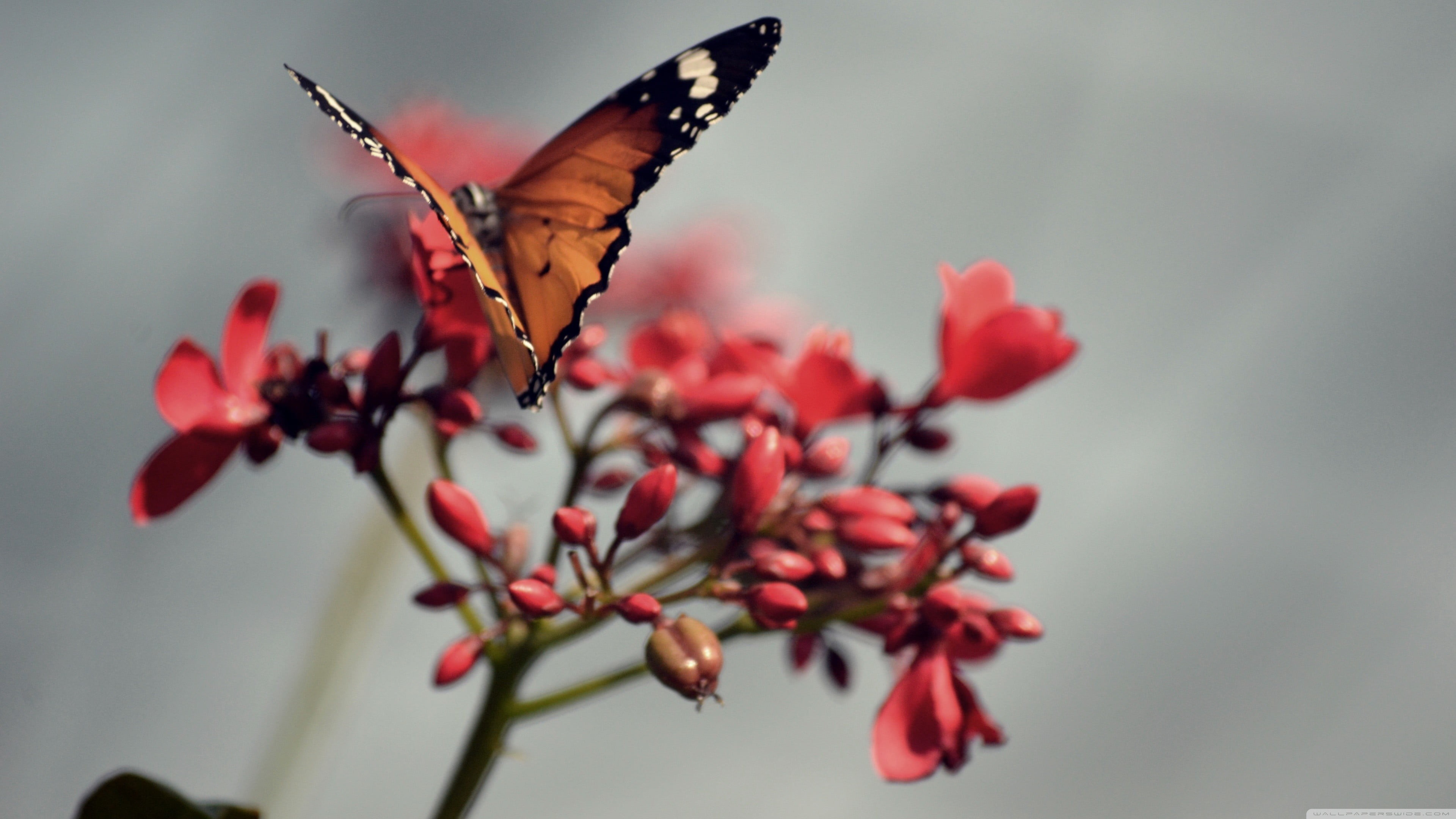 butterfly - insect, animal themes, plant, outdoors, focus on foreground, one animal, vulnerability, no people, flowers, invertebrate, 4K, petal, petaled, HD Wallpaper
