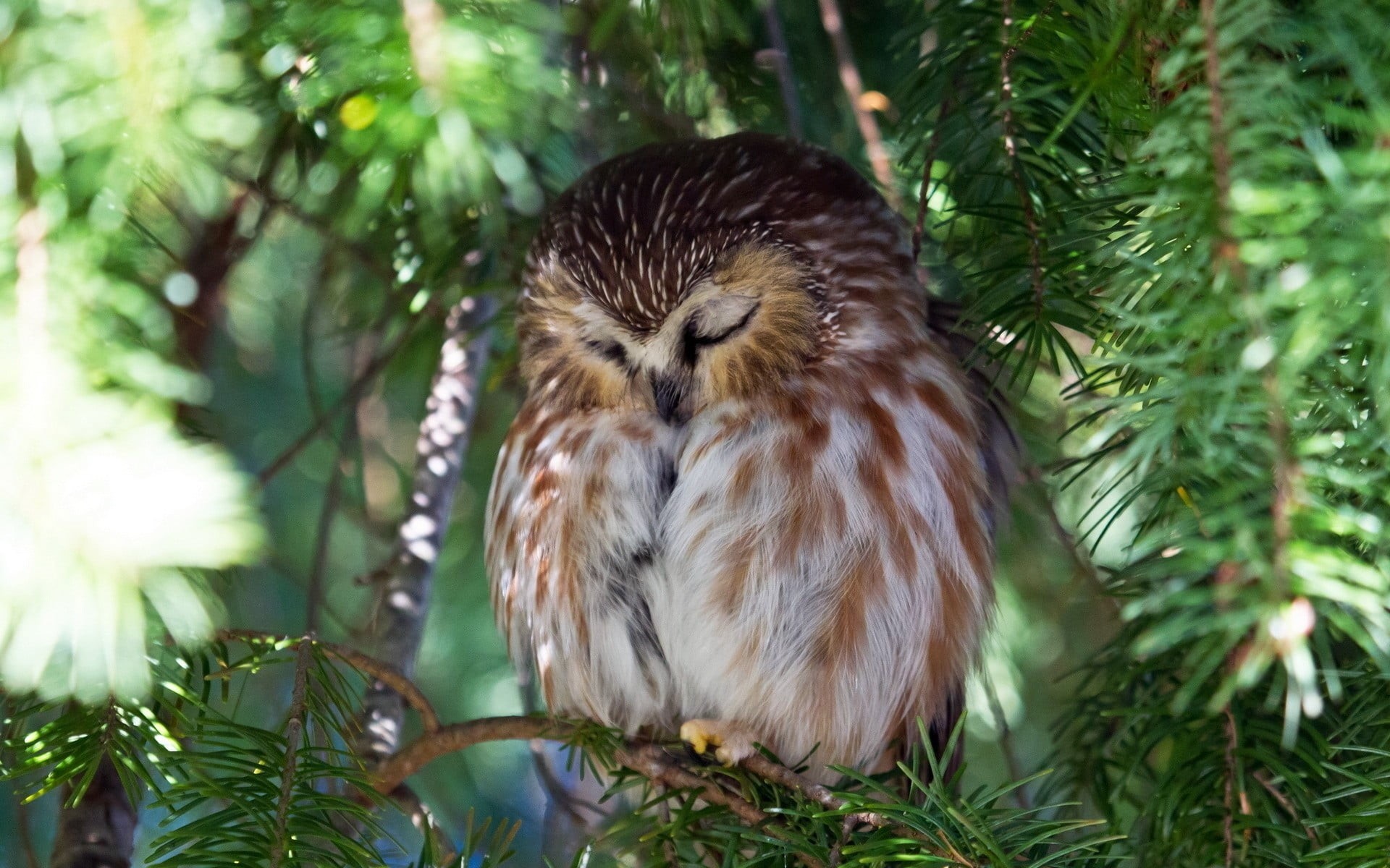 feather, bird of Prey, day, animals In The Wild, one animal, sleeping, animal, 1080P, outdoors, coniferous tree, brown, perching, branch, birds, leaf, HD Wallpaper