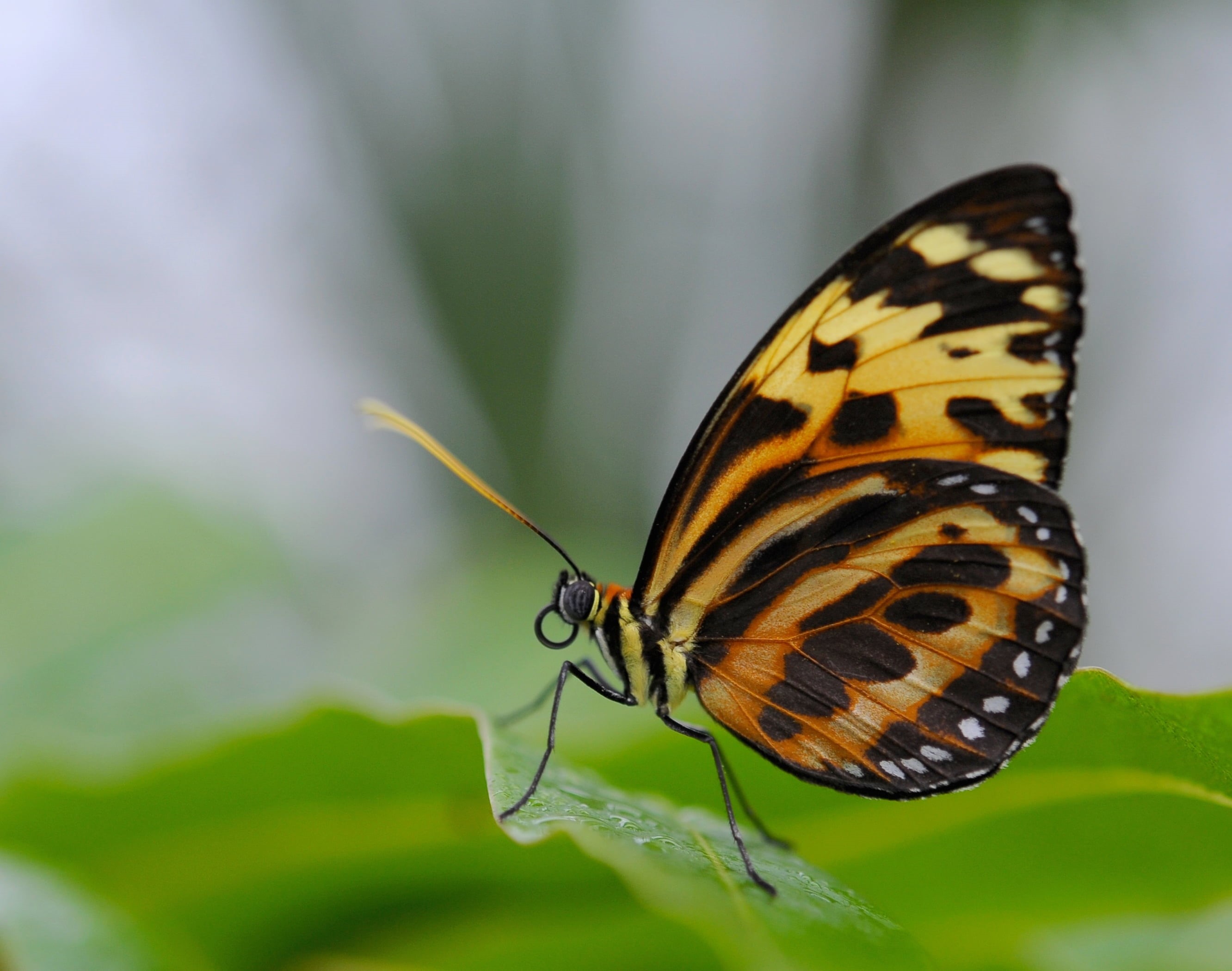insect, wildlife, DSC, 2K, nature, leaf, multi Colored, NGC, yellow, butterfly - Insect, black butterfly, beauty In Nature, animal, summer, Contest, NPC, HD Wallpaper