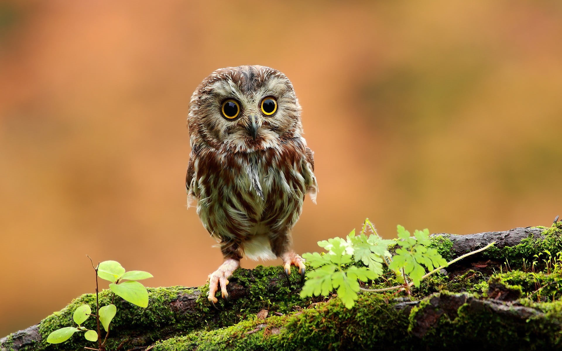 plant, birds, day, looking at camera, animal eye, vertebrate, no people, bird, outdoors, portrait, bird of prey, animal wildlife, focus on foreground, animal, HD Wallpaper
