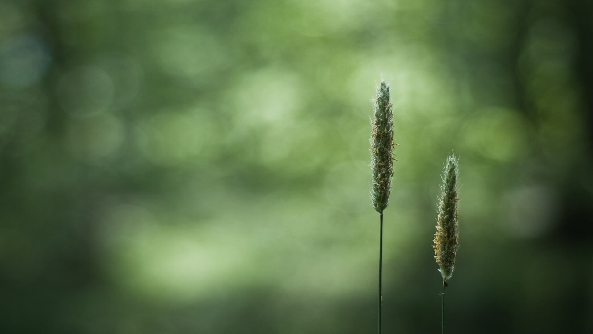 tranquility, scenics - nature, land, fragility, focus on foreground, closeup, cattail, green color, no people, plant stem, 1080P, outdoors, selective focus, HD Wallpaper