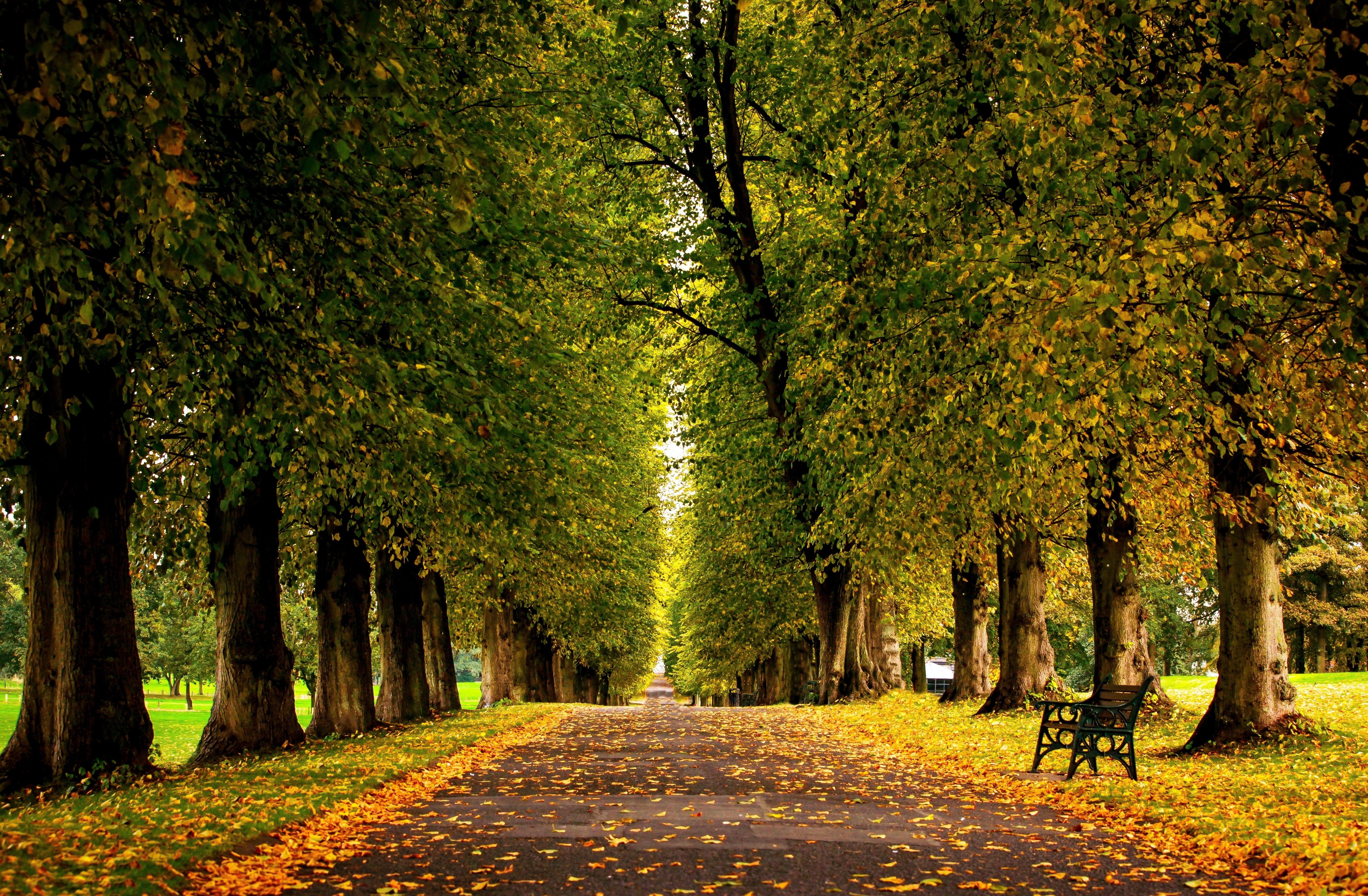 trees, grass, road, 5K, park, walk, forest, colors, hdr, leaves, autumn, HD Wallpaper
