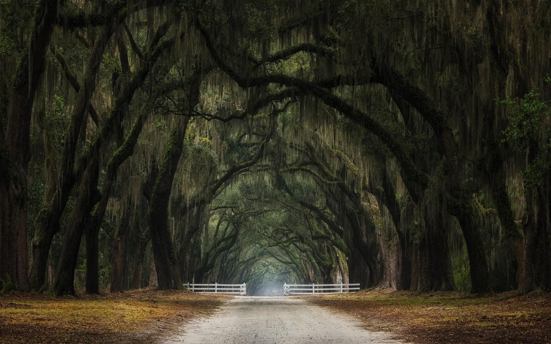 treelined, tree trunk, tree, direction, plant, 1080P, outdoors, day, fence, environment, tunnel, dirt road, landscape, gates, forest, fog, land, green, HD Wallpaper