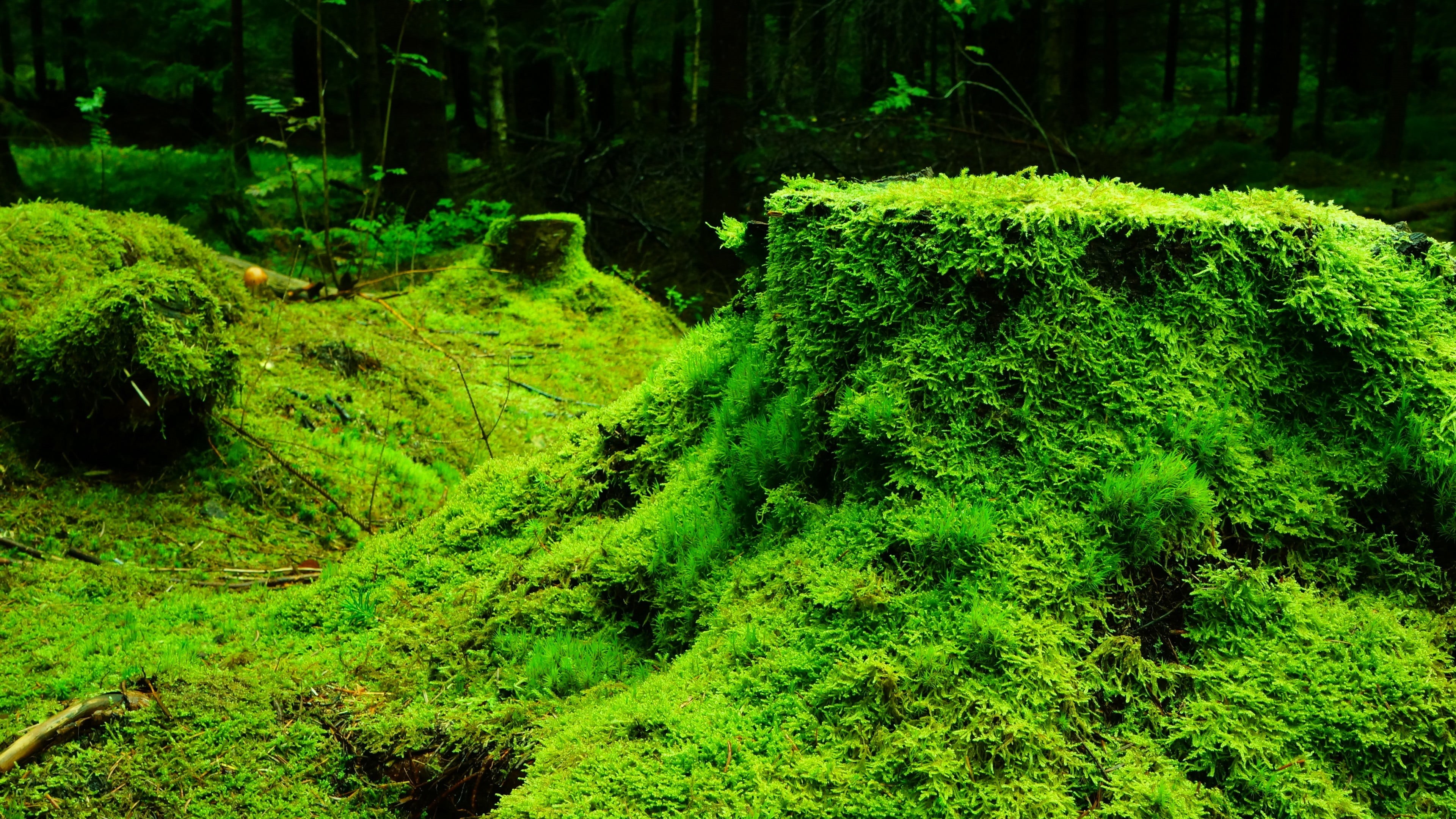 tree, trunk, land, idyllic, leaves, grass, non-urban scene, tranquility, foliage, lush foliage, plants, beauty in nature, tree trunk, forest, outdoors, HD Wallpaper