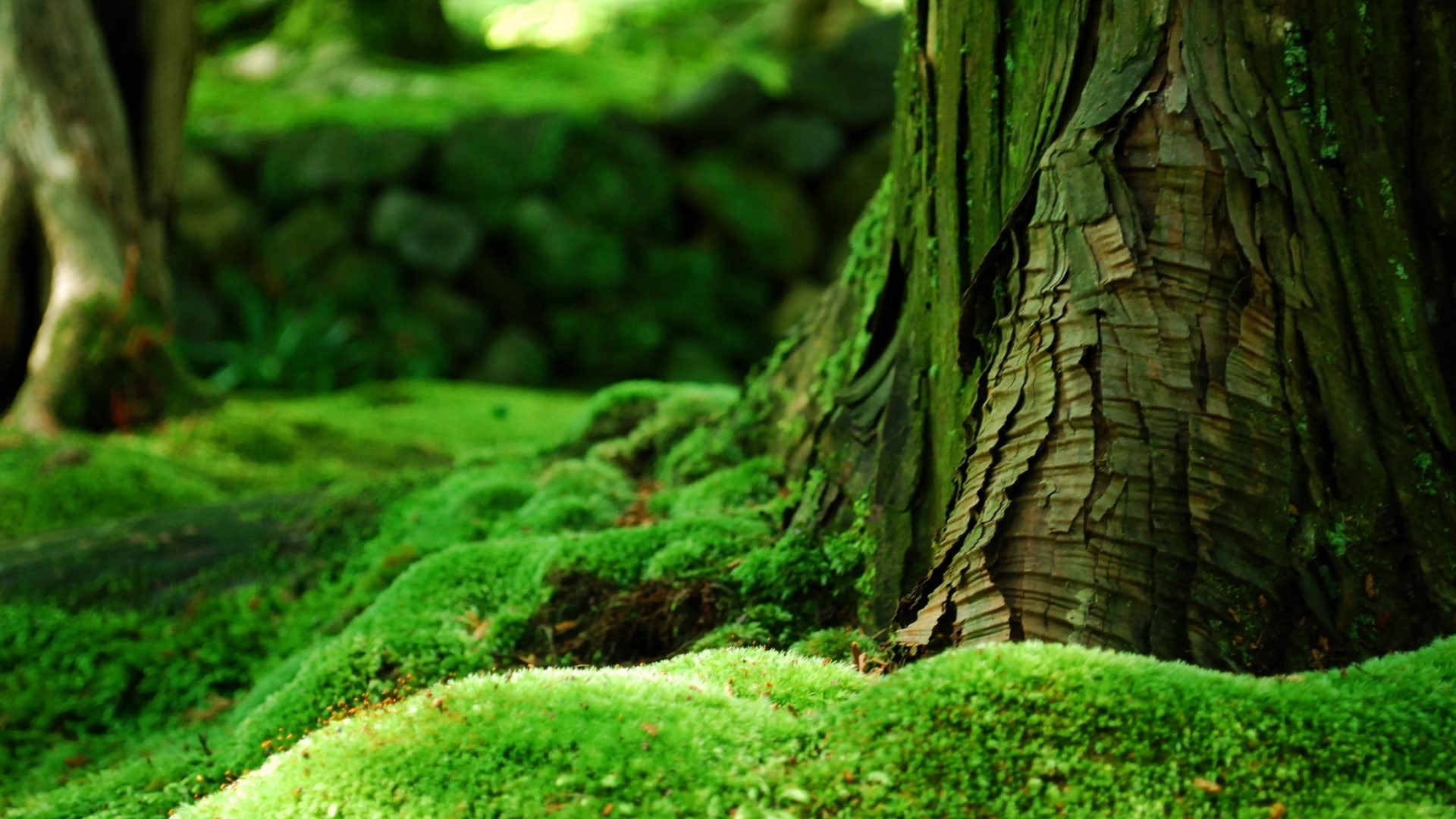 1080P, tree, woodland, green, green nature, mossy, moss, forest, HD Wallpaper