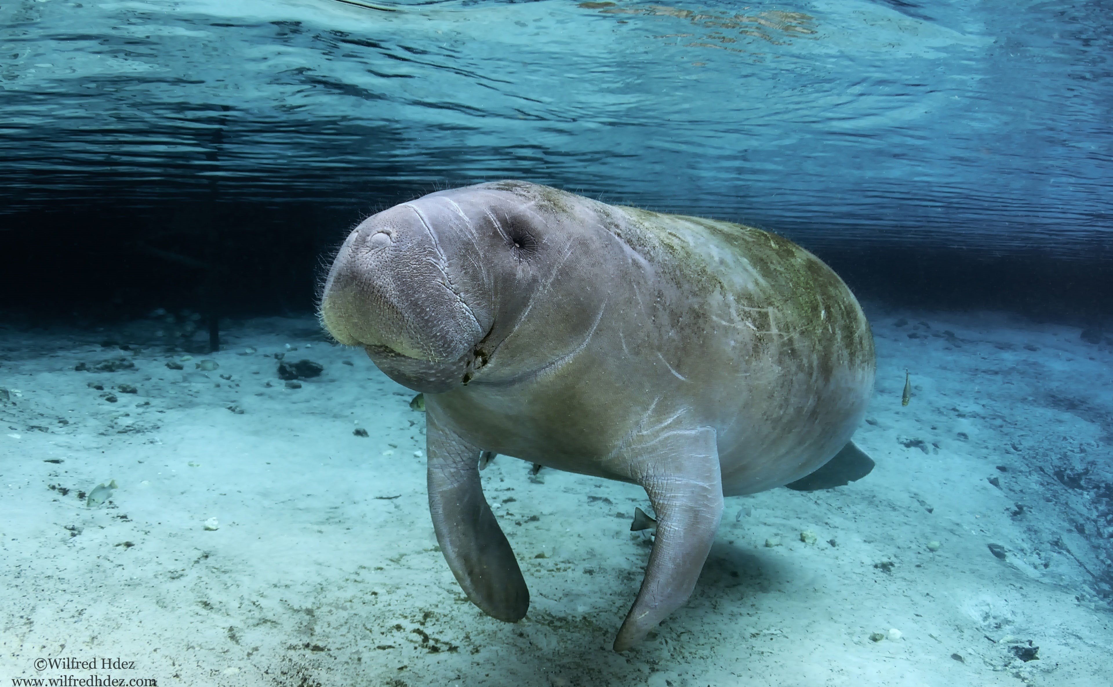 animal themes, Underwater, Marine Species, animals in the wild, mammal, dugong, animal wildlife, mammals, animal, swimming, scuba diving, 4K, Water, Reef, HD Wallpaper