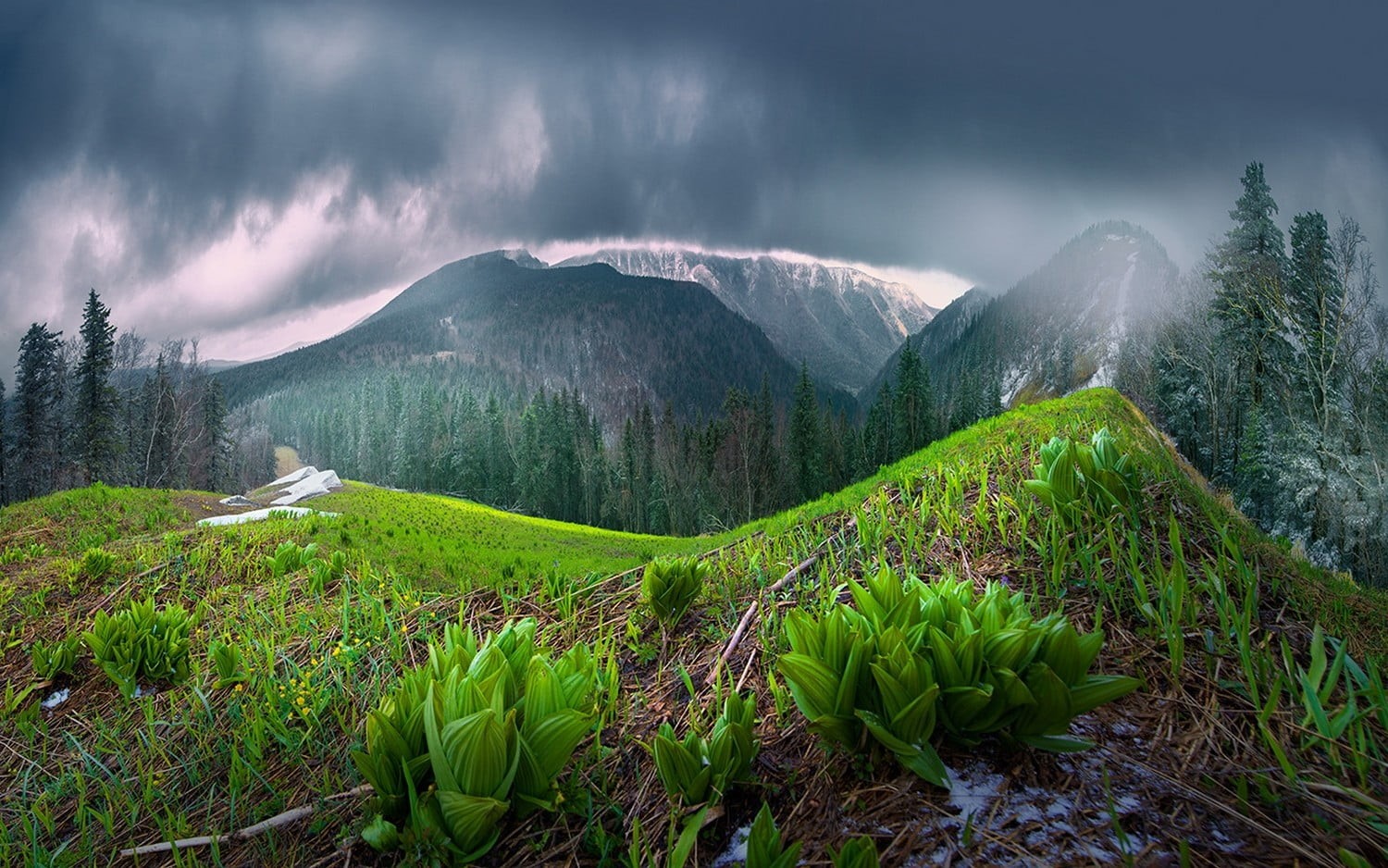 trees, China, land, coniferous tree, green, tree, rain, cloud - sky, travel destinations, plants, scenics - nature, pine tree, spring, pine woodland, sky, HD Wallpaper