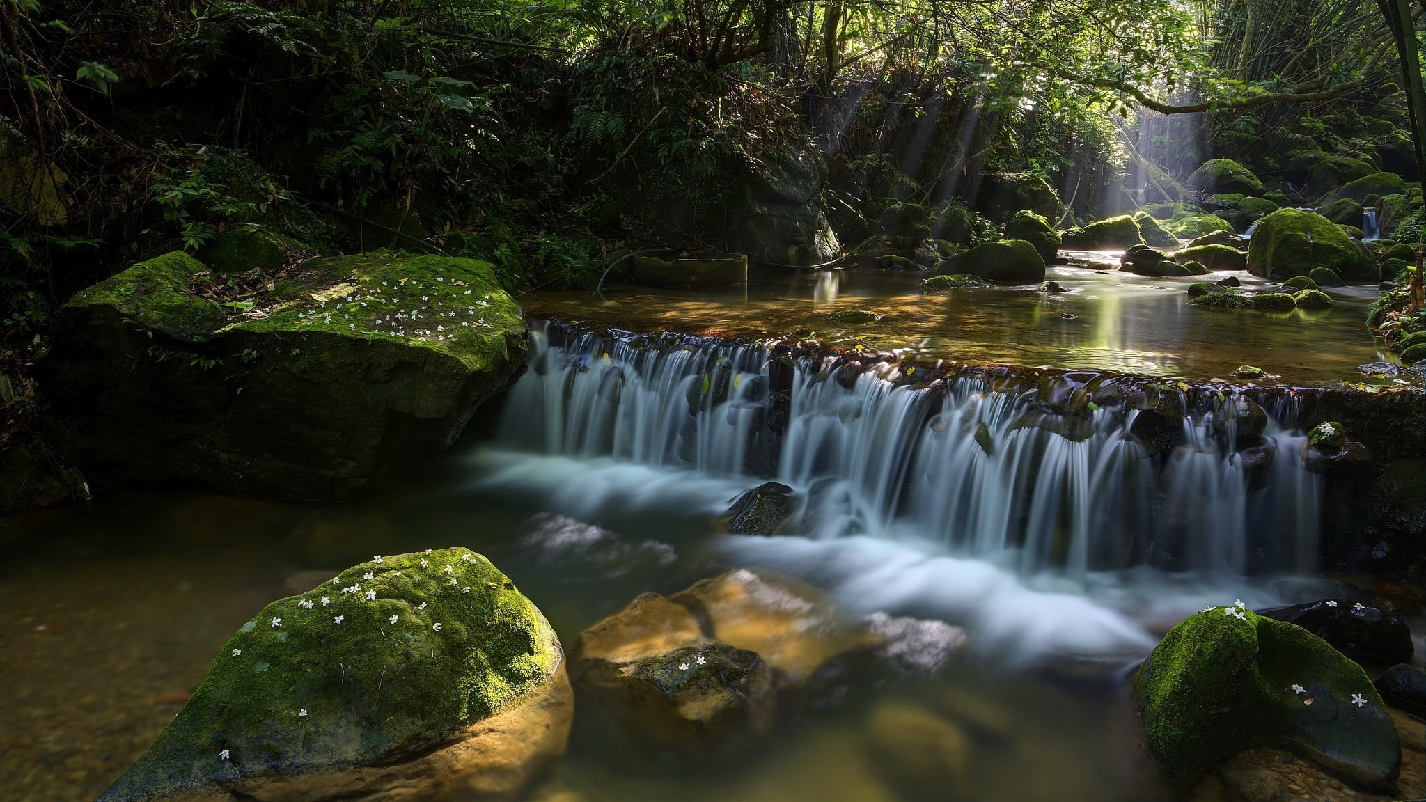 no people, rock, nature, tree, flowing, rock - object, flowing water, rainforest, motion, plant, waterfall, growth, forest, blurred motion, water, green color, HD Wallpaper