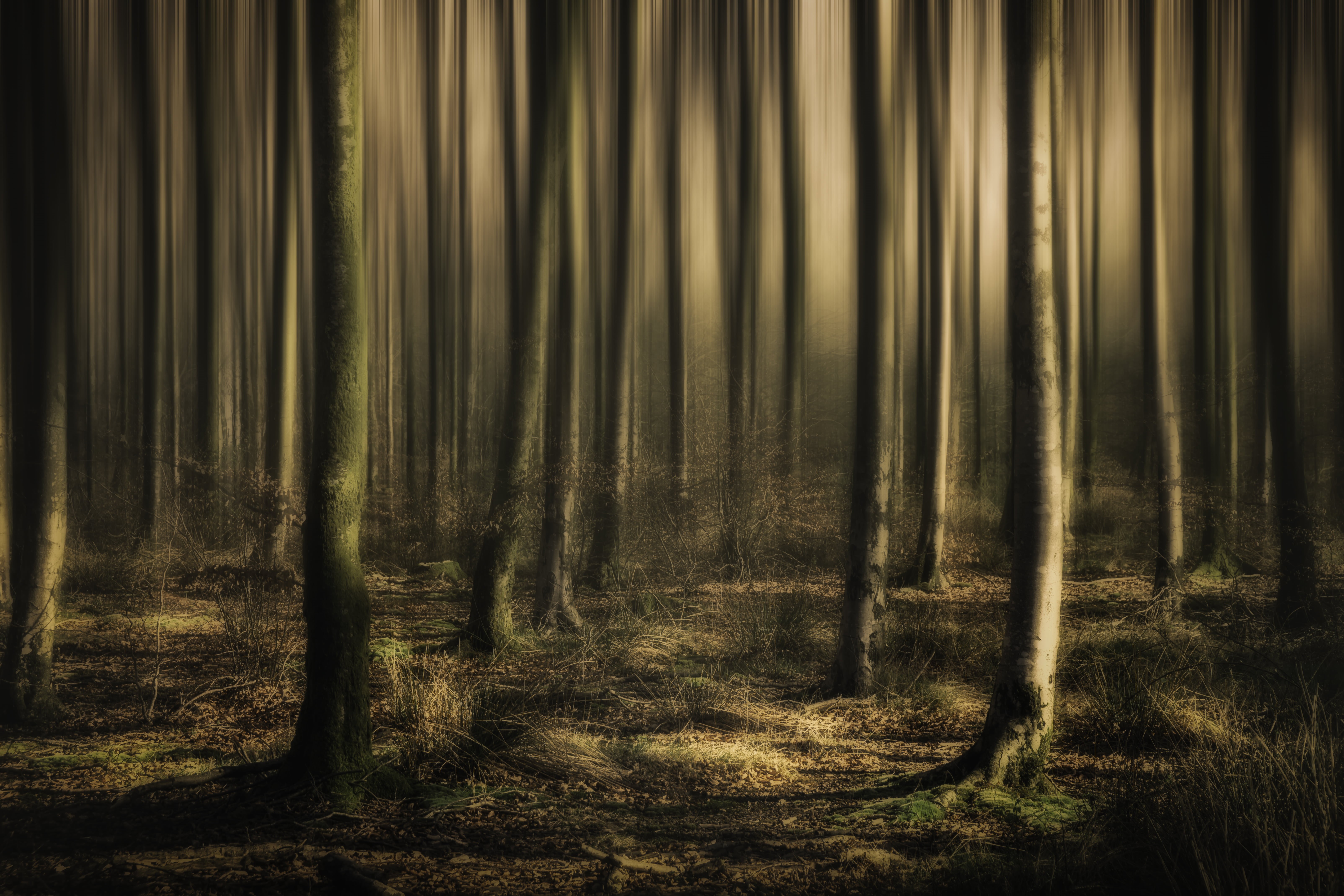 backgrounds, photo, mystery, outdoors, nature, beech, tree, jones, series, Into the mist, forest, dark, rainforest, woodland, campbell, photography, east  devon, HD Wallpaper