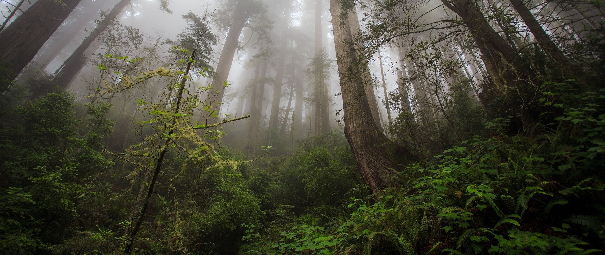green color, trees, outdoors, daytime, no people, middle, 2K, rainforest, land, streaming, non-urban scene, fog, forest, pine tree, beauty in nature, environment, HD Wallpaper