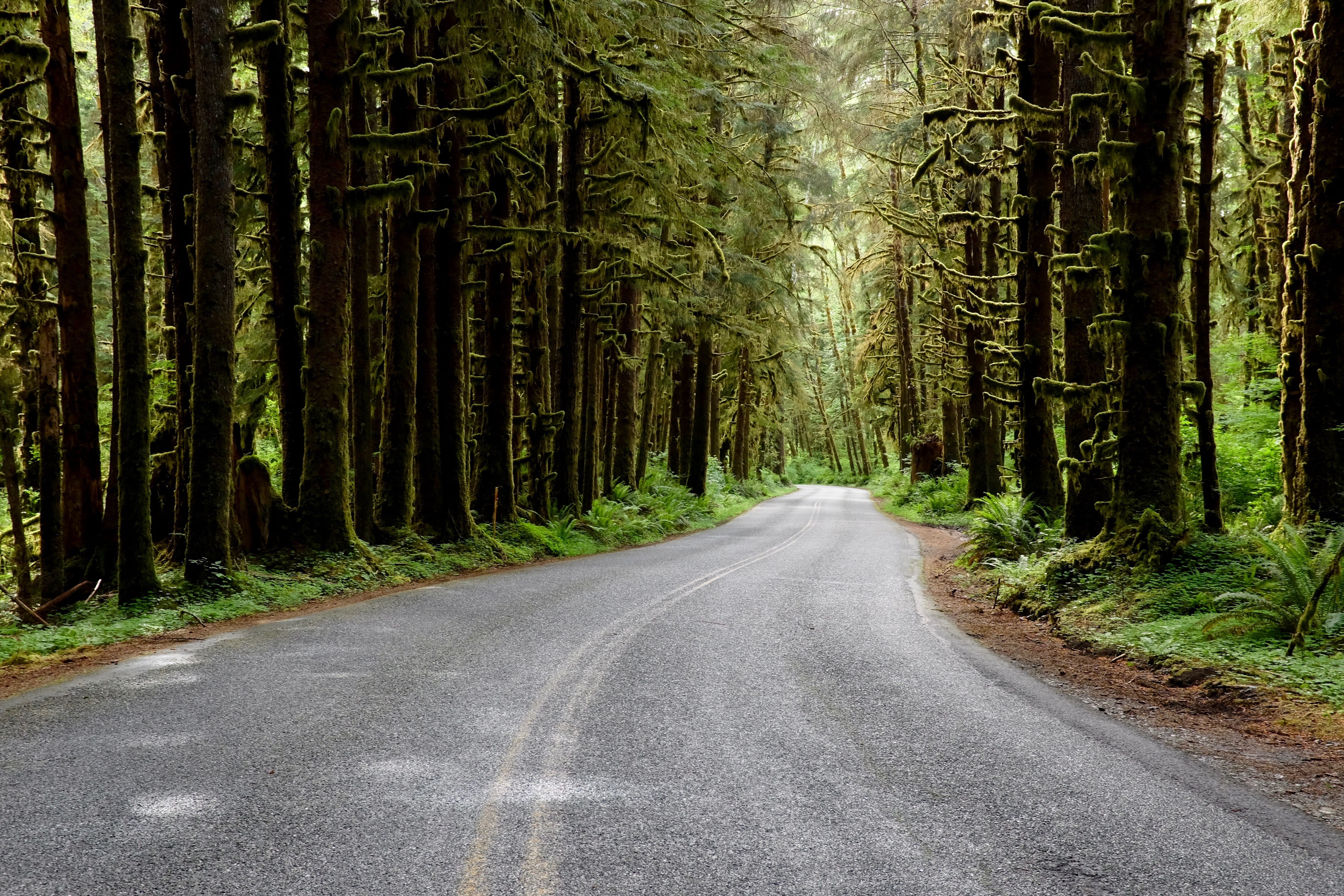 olympic national parc, washington, road, the way forward, tranquility, beauty in nature, empty road, growth, trees, tree trunk, 4K, washington state, rainforest, HD Wallpaper
