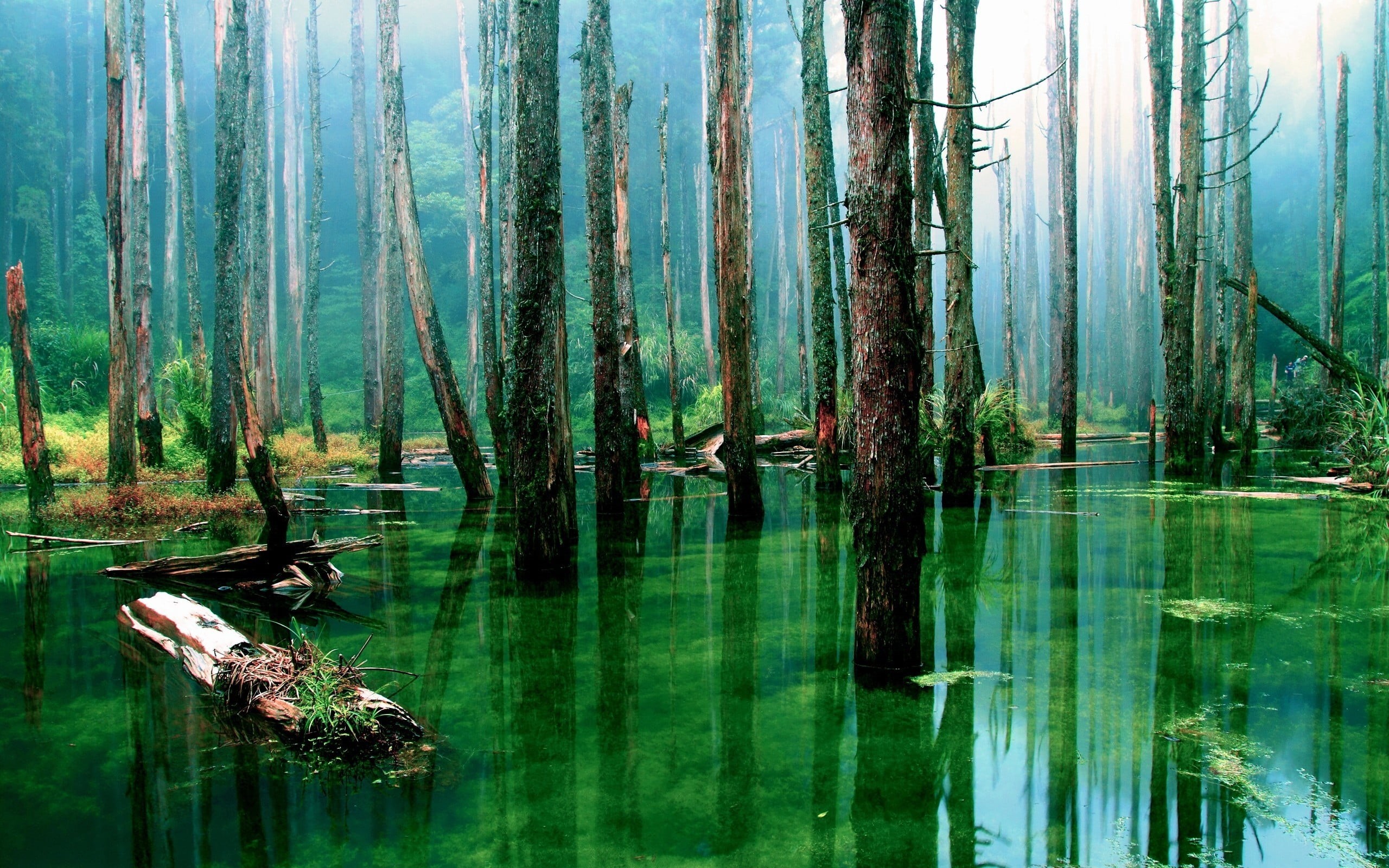 non-urban scene, tranquil scene, lake, green, outdoors, land, growth, waterfront, scenics - nature, standing, trees, plant, tree, rainforest, nature, 2K, HD Wallpaper