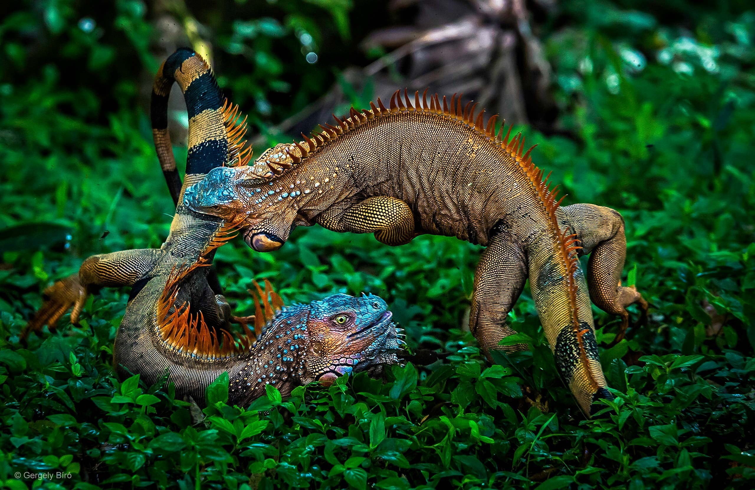 leaves, no people, grass, chameleon, nature, close-up, day, lizard, animals in the wild, aggression, geckos, iguana, multicolored, animal, full length, HD Wallpaper