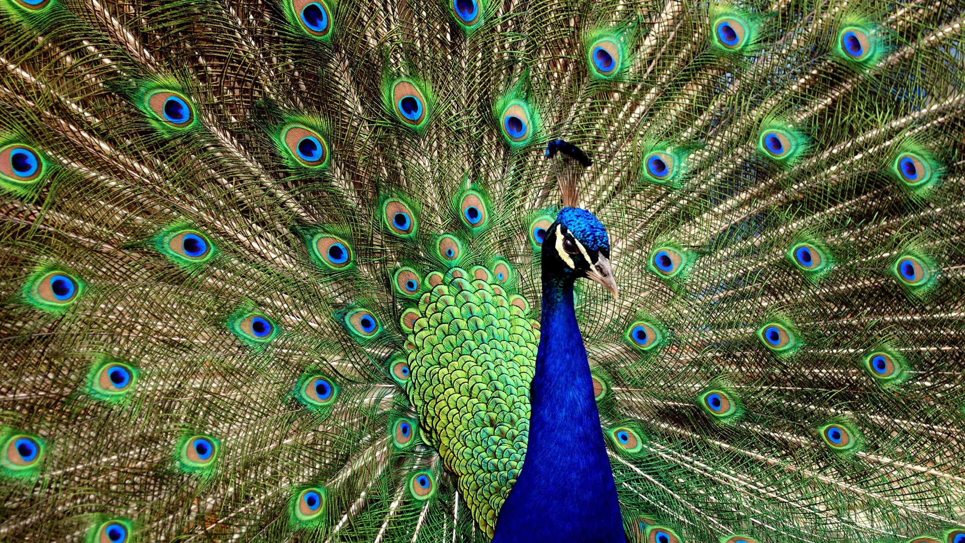 animals, peafowl, greenish blue, game bird, 1080P, peacock, pheasant, blue, HD Wallpaper