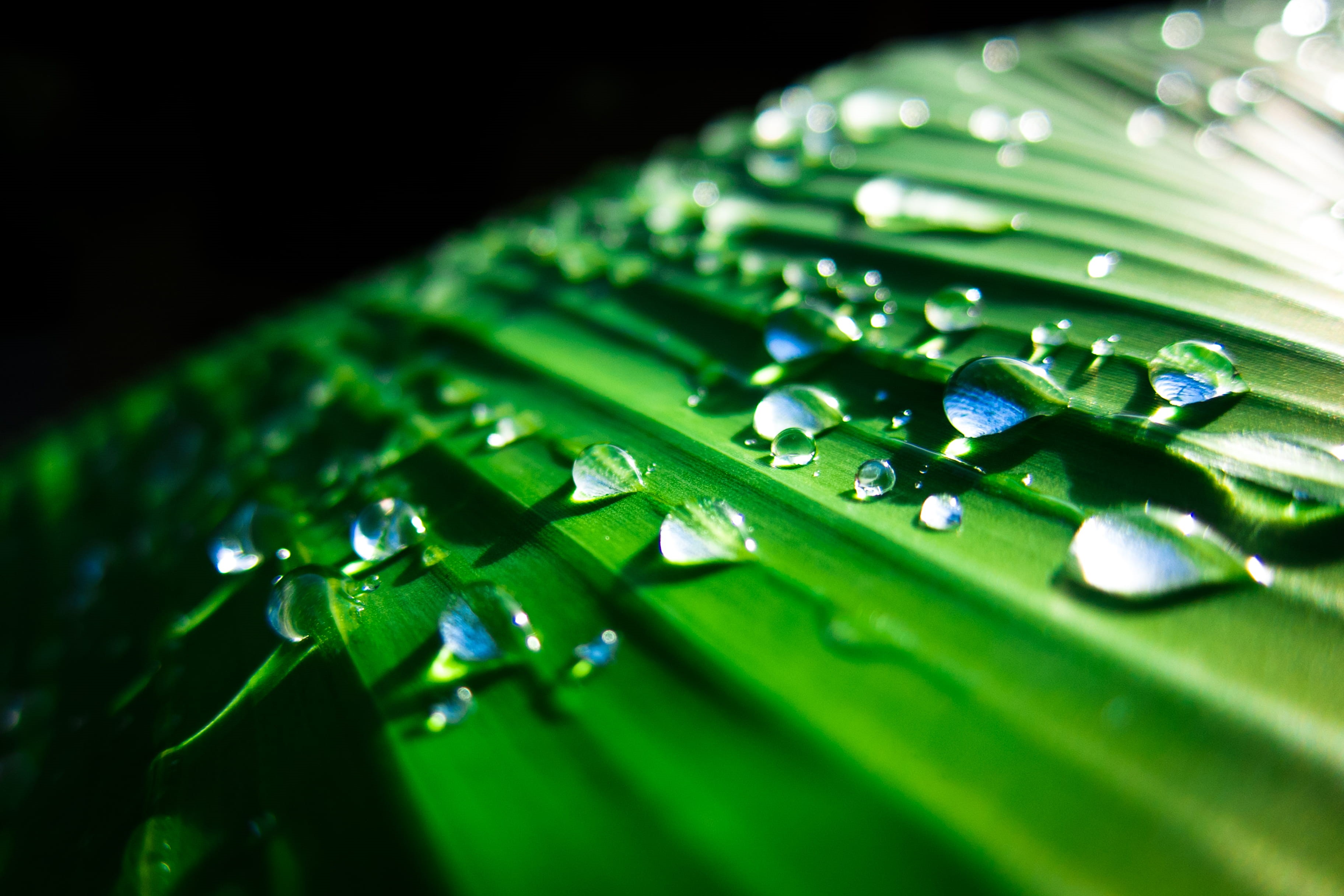 leticia, freshness, wet, 2K, purity, outdoors, dew, macro, growth, rain, reflection, plant part, amazon, leaves, sun, plant, light, blade of grass, selective focus, HD Wallpaper