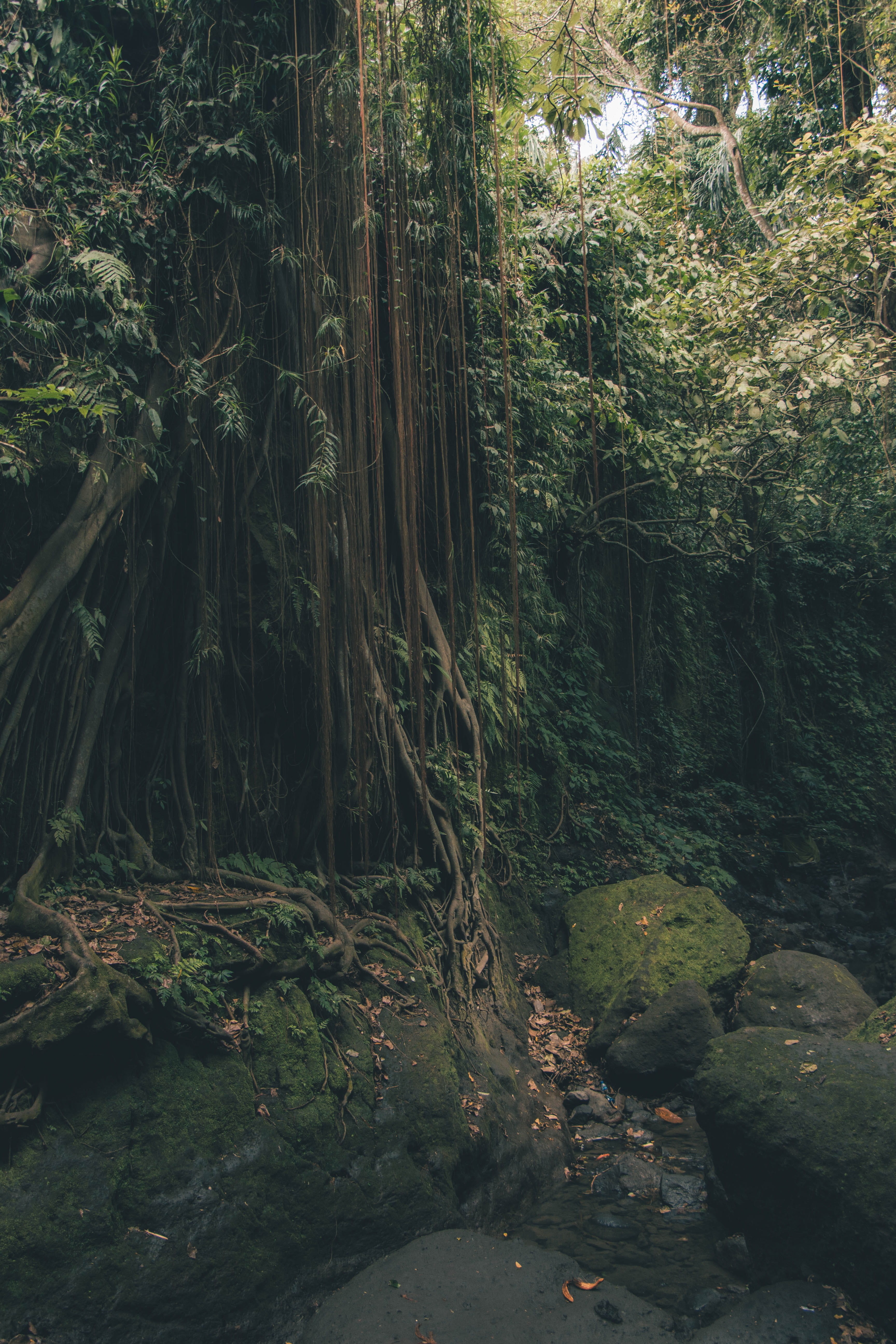 day, tranquility, growth, monkeyforest, plant, bush, canon, vegetation, rock, scenics - nature, tree, tranquil scene, bali, 5K, river, green color, grove, Phone HD Wallpaper