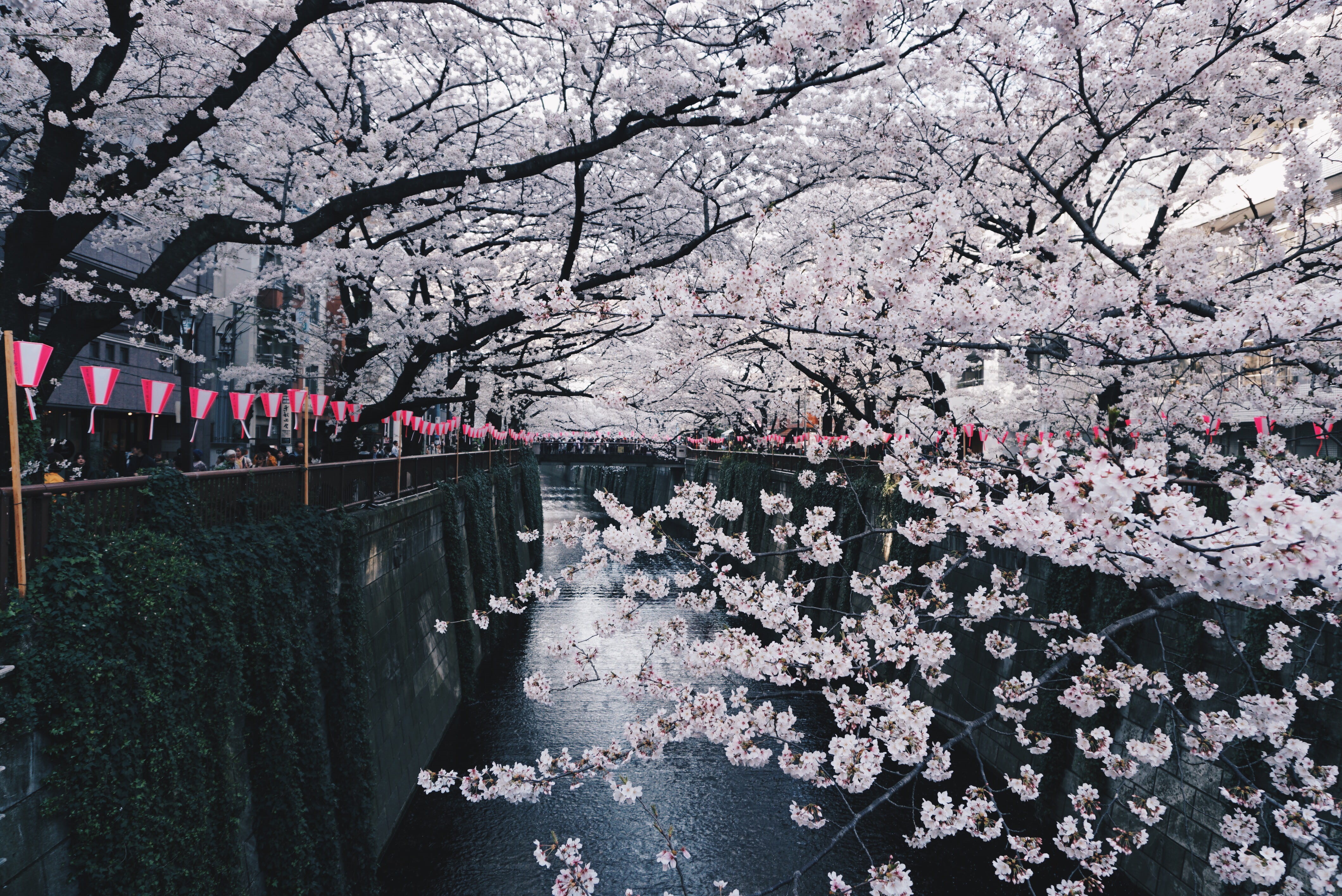 canal, growth, outdoors, blossom, tree, day, flowering plant, 4K, sakura, japan, meguro, fragility, beauty in nature, matsuri, cherry tree, water, spring, HD Wallpaper
