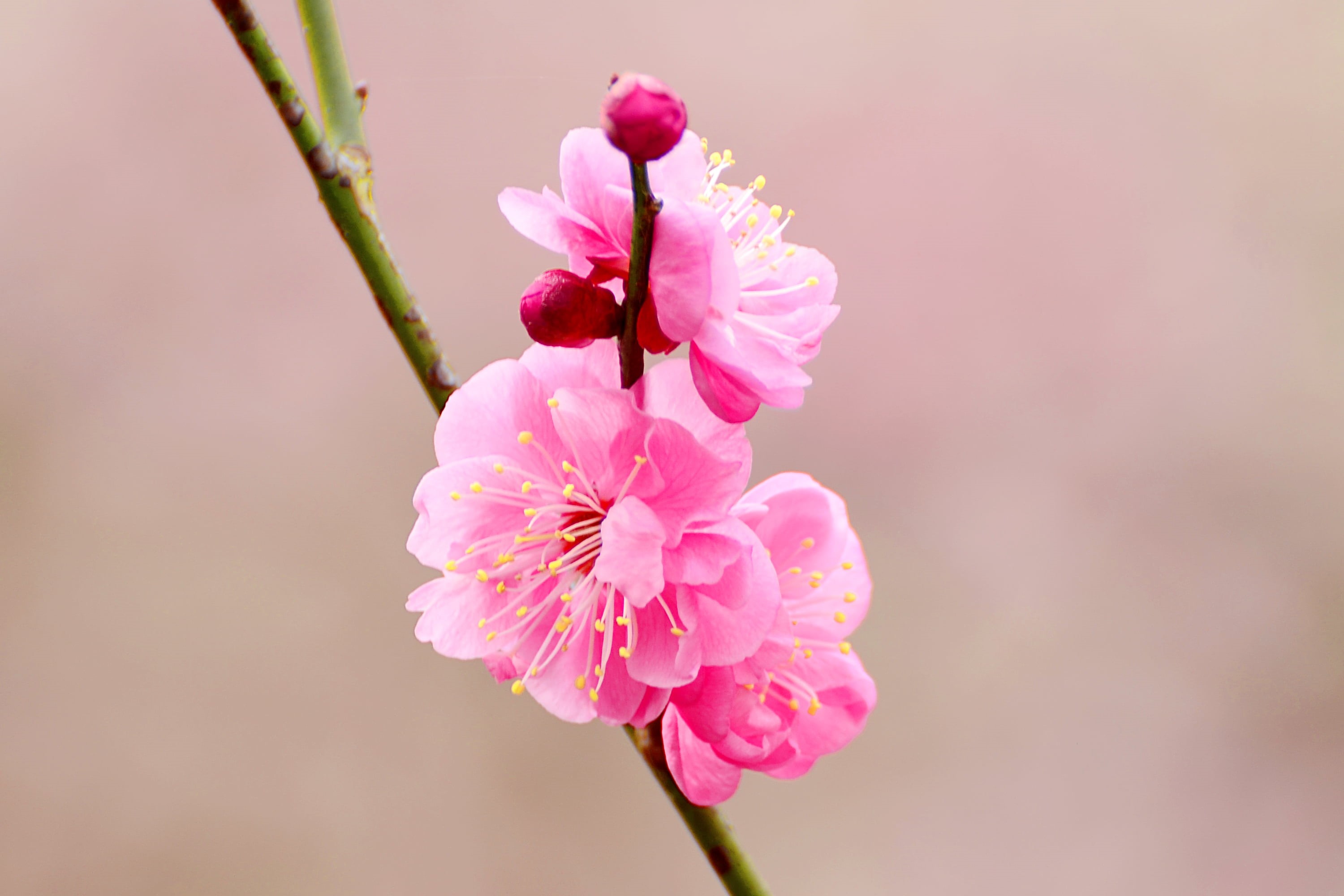 Cute, pink Color, Brilliant, Park, Village, apricot, springtime, Japanese Apricot, CLOSE-UP, Pretty  Sweet, Weather, Yokohama, Photo, Crimson  Red, Picture, HD Wallpaper