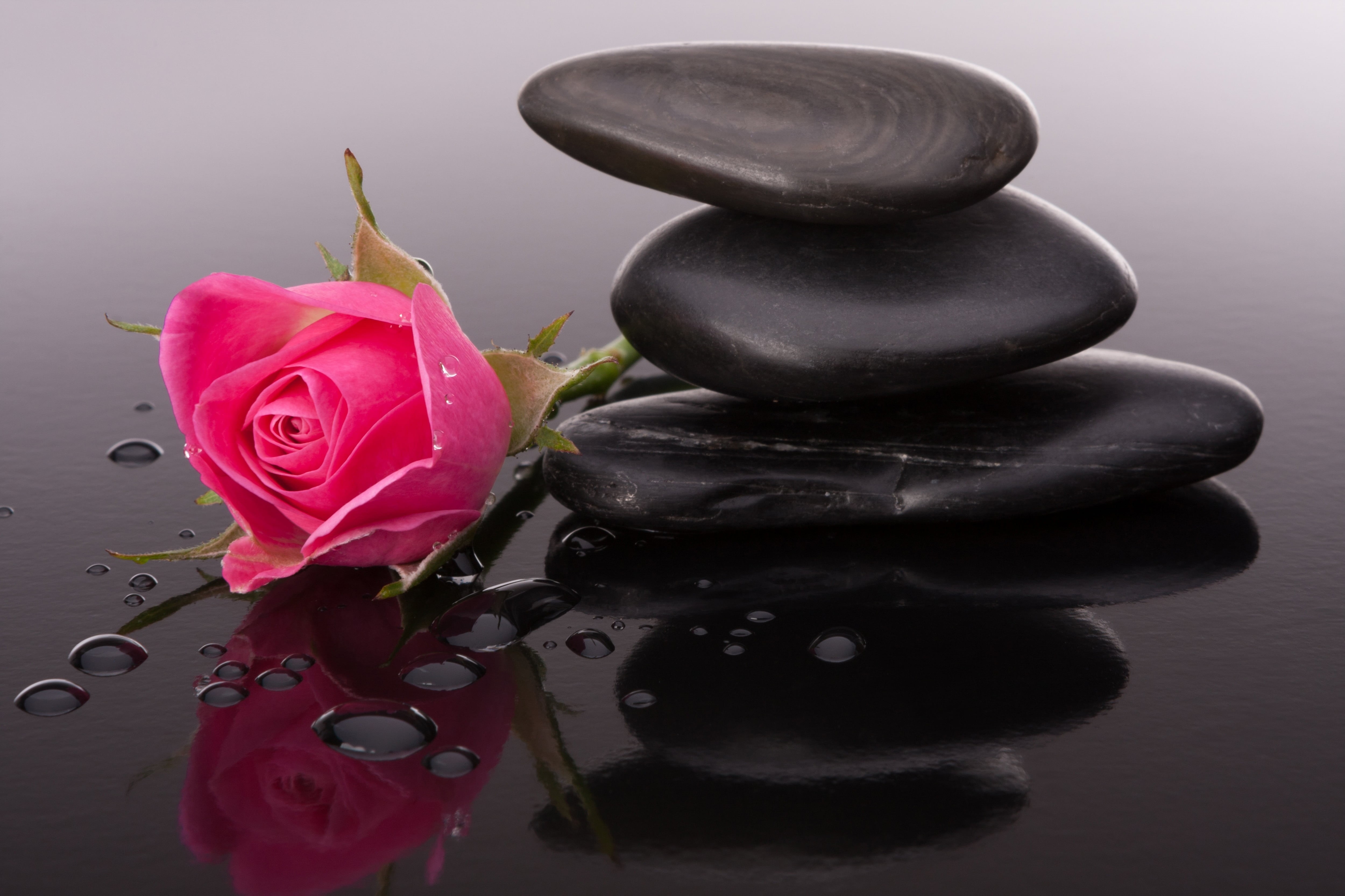 flower, rock - Object, petal, indoors, body Care, black, romance, buds, wellbeing, flower head, flowering plant, lastone Therapy, pebbles, stones, close-up, HD Wallpaper