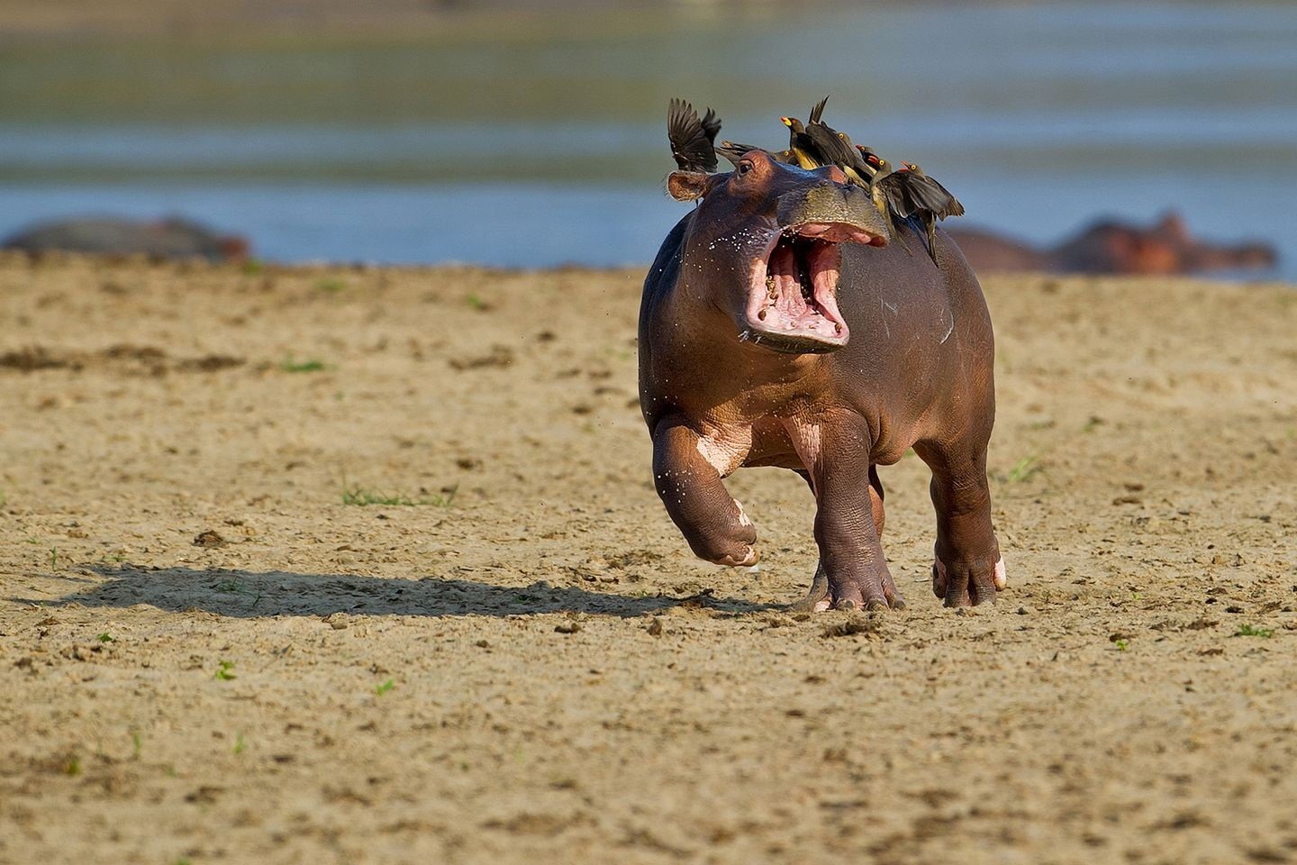 no people, humor, depth, wildlife, hippos, birds, shadow, beach, hippo, animal themes, mammal, 720P, depth of field, mouth, baby animals, seashore, animal body part, HD Wallpaper