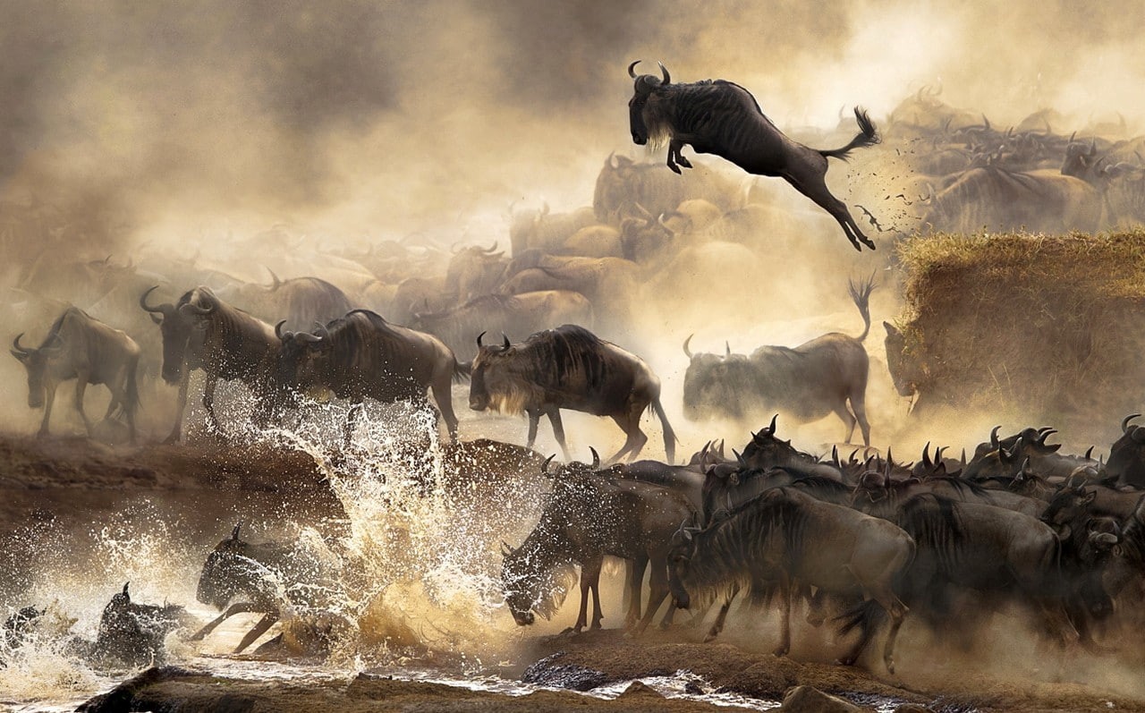 water, no people, wildebeest, animal, vertebrate, landscape, animals, river, dust, herd, outdoors, jumping, running, animal themes, domestic animals, large group of animals, HD Wallpaper
