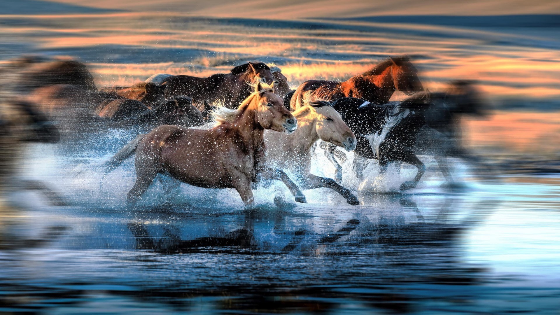 animal, nature, running, waterfront, animals, sunset, 1080P, beauty in nature, outdoors, splashing, herd, animal wildlife, speed, water, animals in the wild, HD Wallpaper