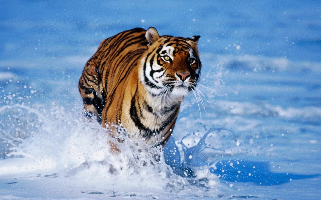 big cats, running, 720P, tiger, water, animals, HD Wallpaper