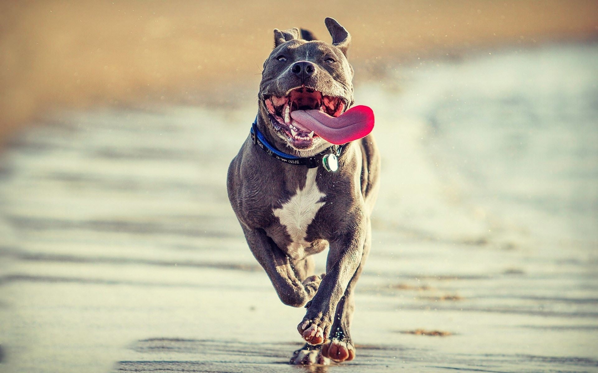 adult, domestic animals, mouth open, collar, animal themes, one animal, focus on foreground, gray, dog, running, canine, white, american, animal, no people, HD Wallpaper