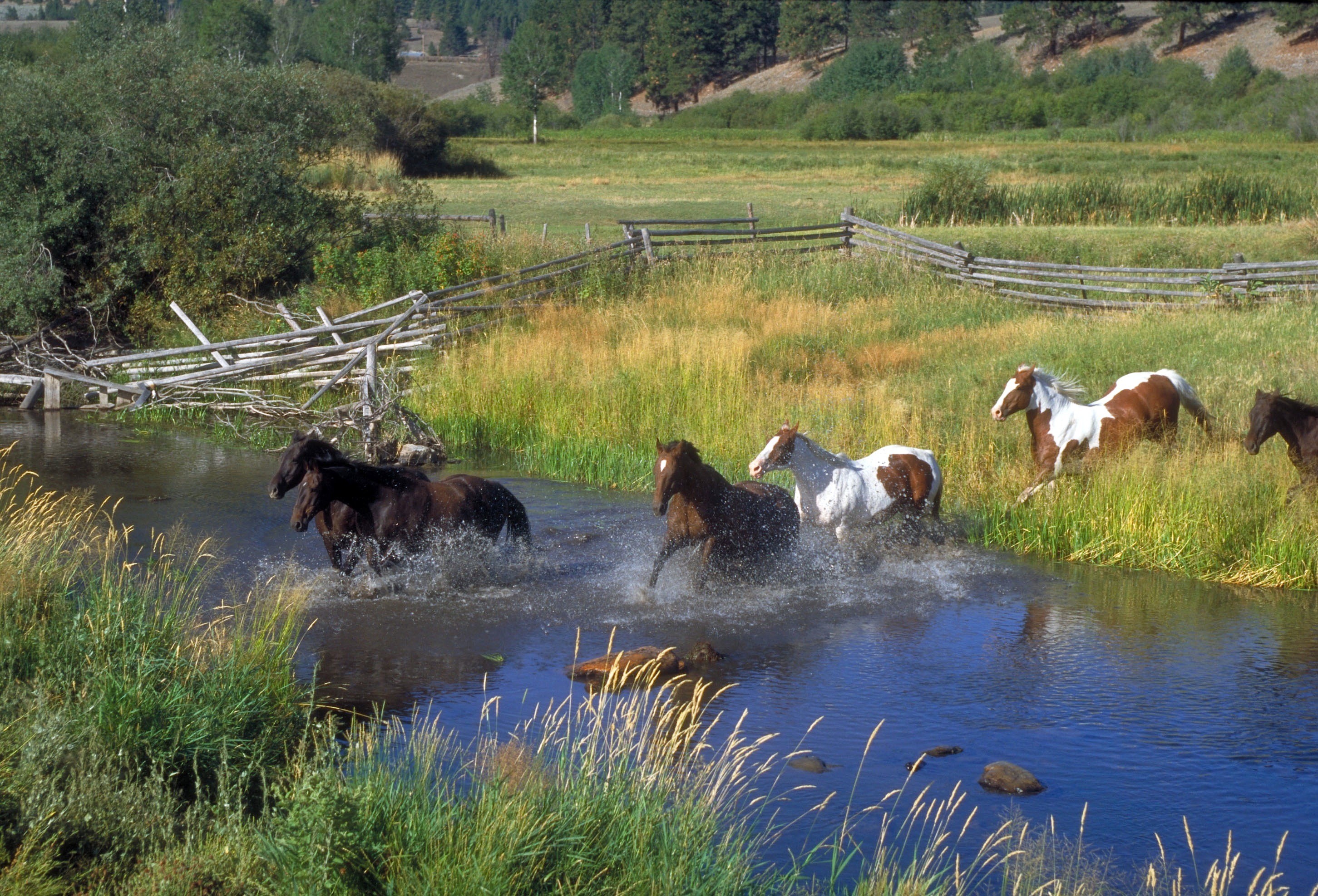plants, mammal, outside, stream, rural, meadow, country, land, landscape, herbivorous, water, fence, trees, countryside, daytime, pets, horse, grass, montana, HD Wallpaper