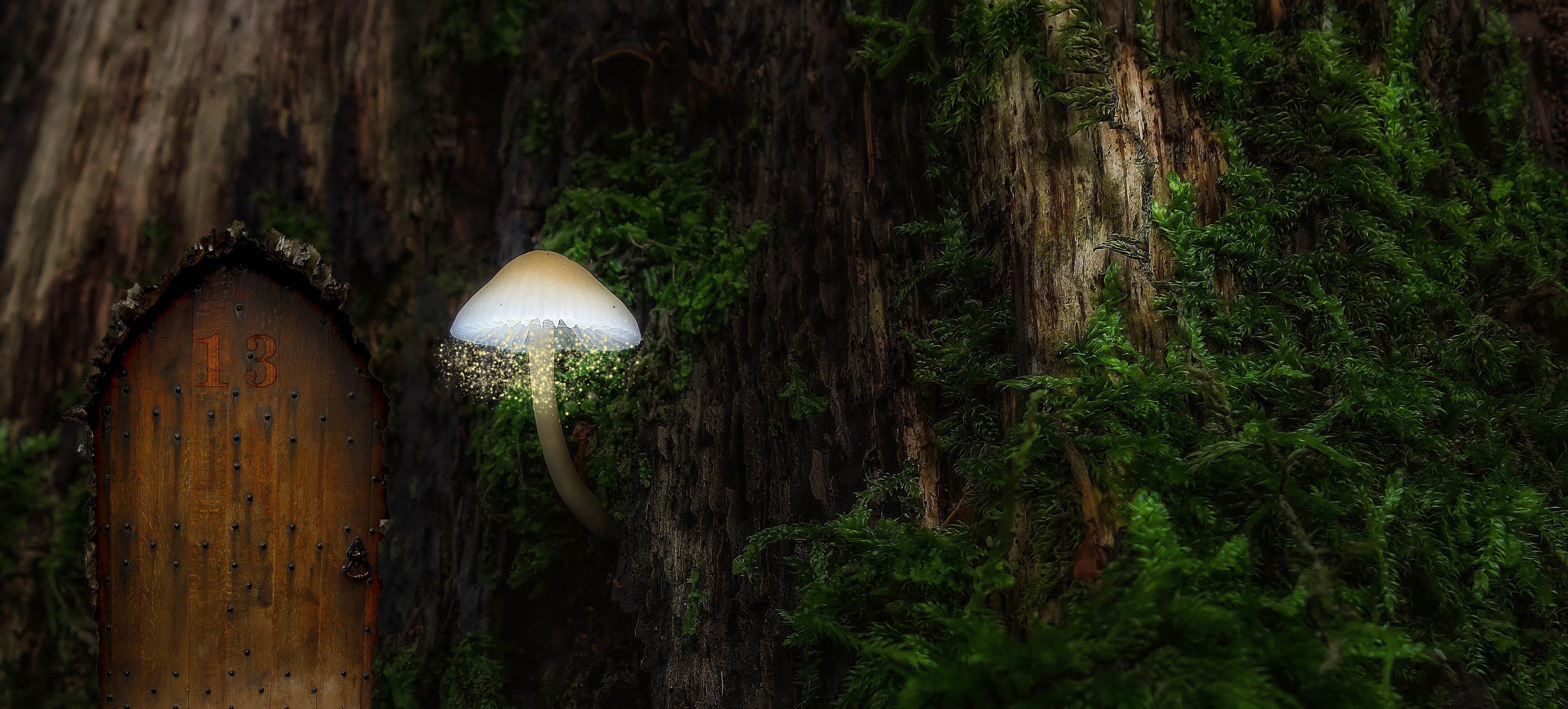 tree, nature, mushroom lamp, land, day, built structure, green color, growth, sphere, tree trunk, beauty in nature, plant, lighting equipment, tranquility, HD Wallpaper