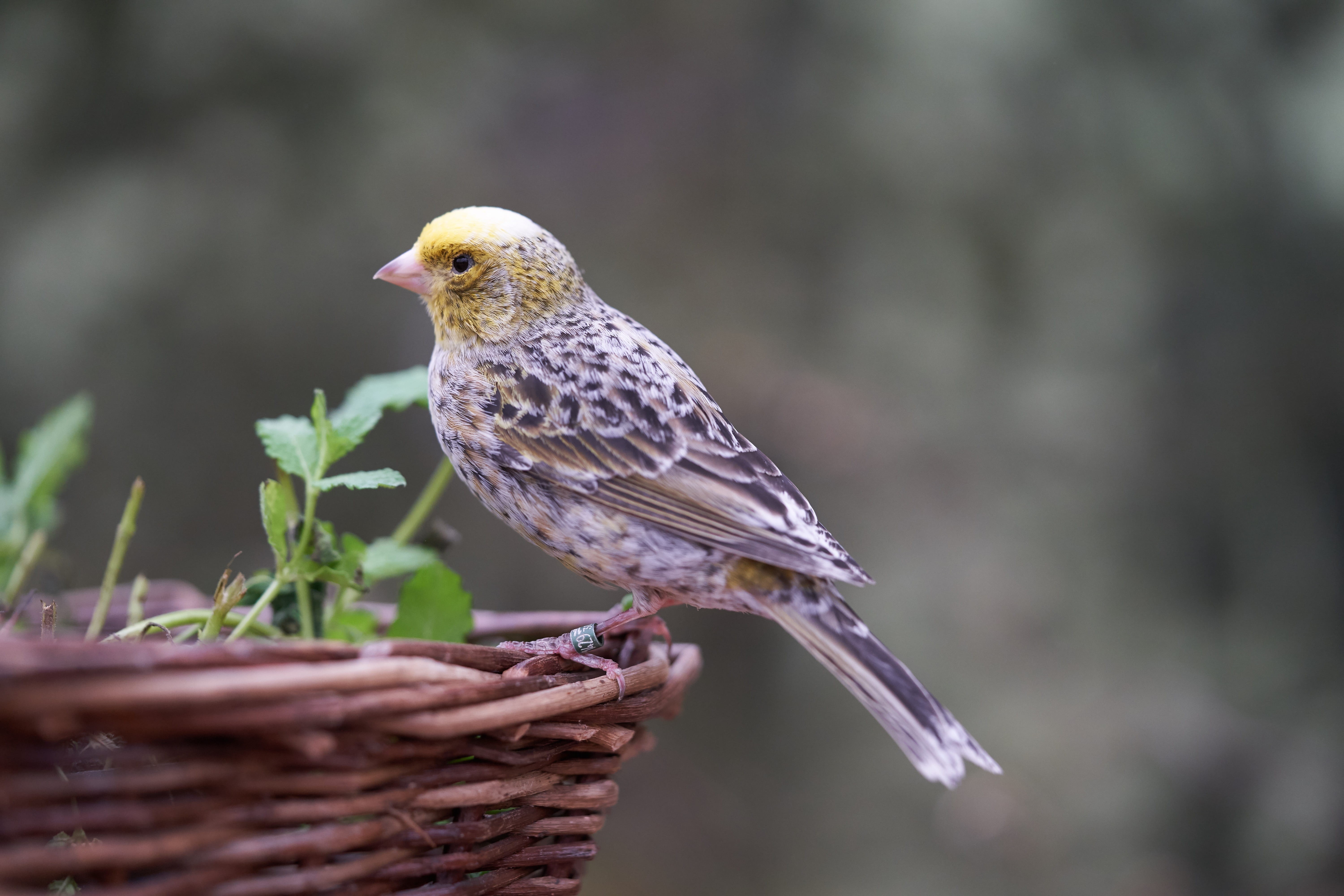 one animal, perching, selective focus, close-up, nature, day, beauty in nature, focus on foreground, bird, feeding, plant, 5K, profile view, animal wildlife, HD Wallpaper