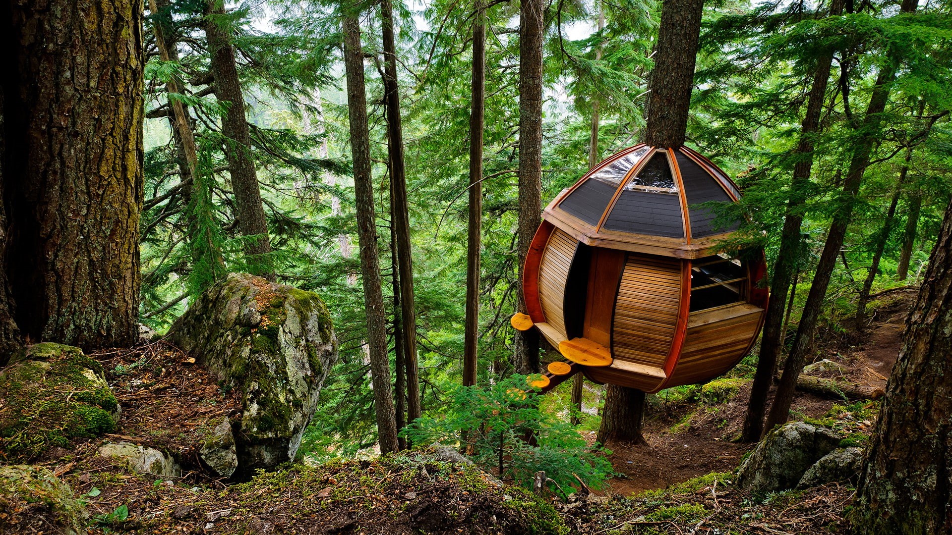 dirt road, nature, wood, 1080P, trees, forest, treehouse, house, sphere, environment, moss, stones, treehouses, architecture, branch, rock, HD Wallpaper